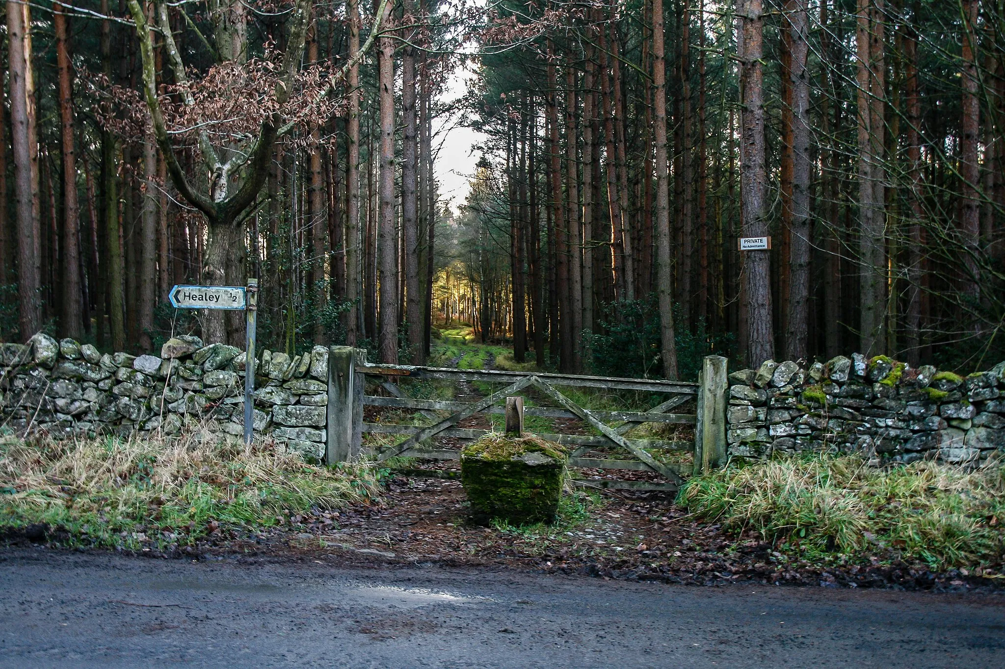 Photo showing: Acorn Hill Plantation