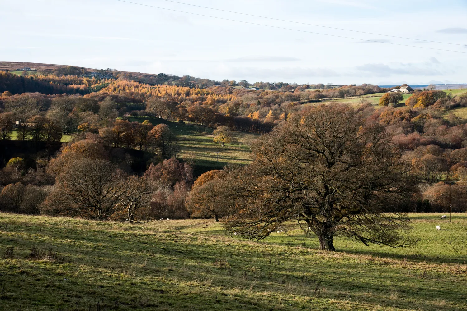 Photo showing: Across valley of Hisehope Burn