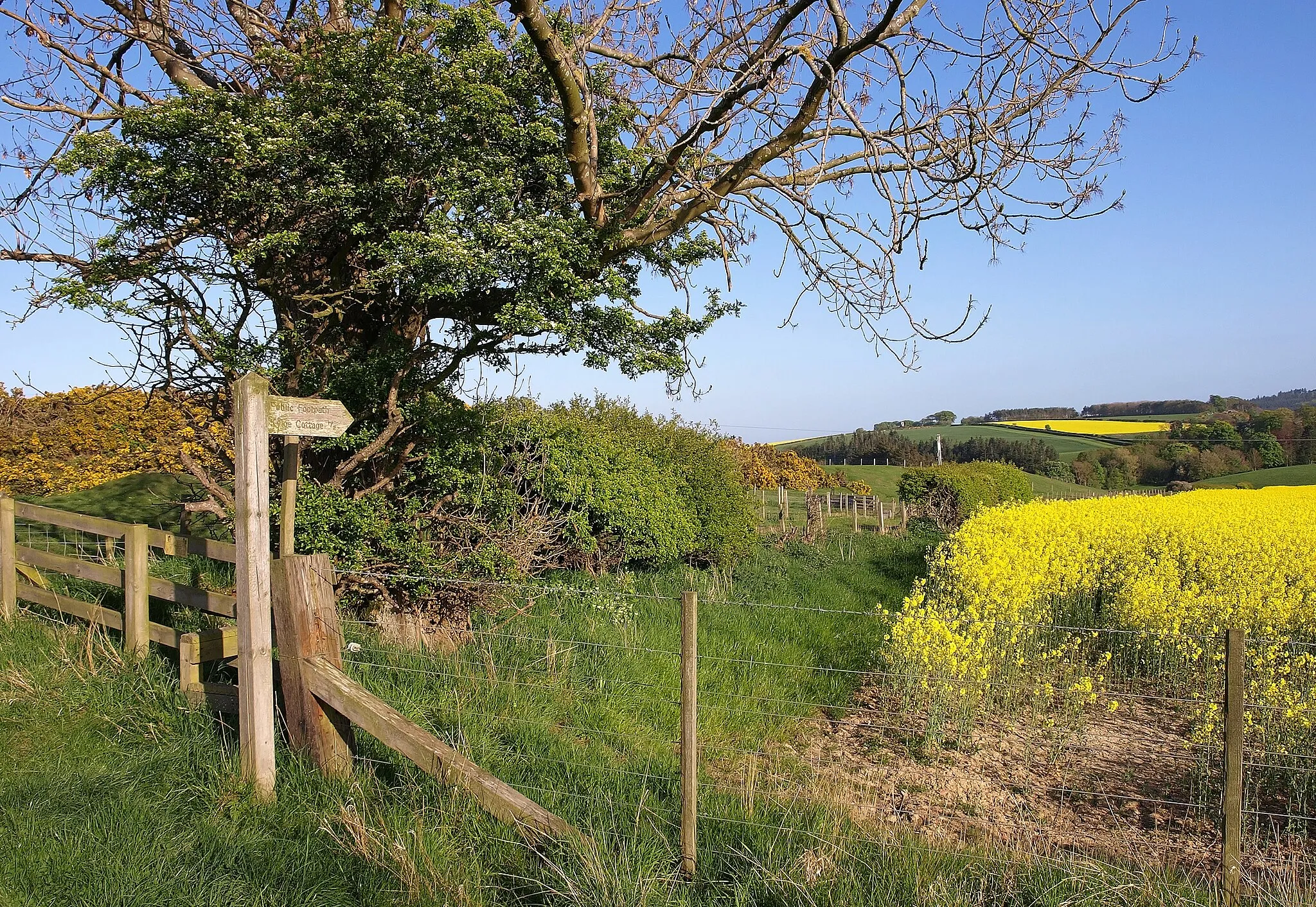 Photo showing: Right of way to Kyloe Cottage