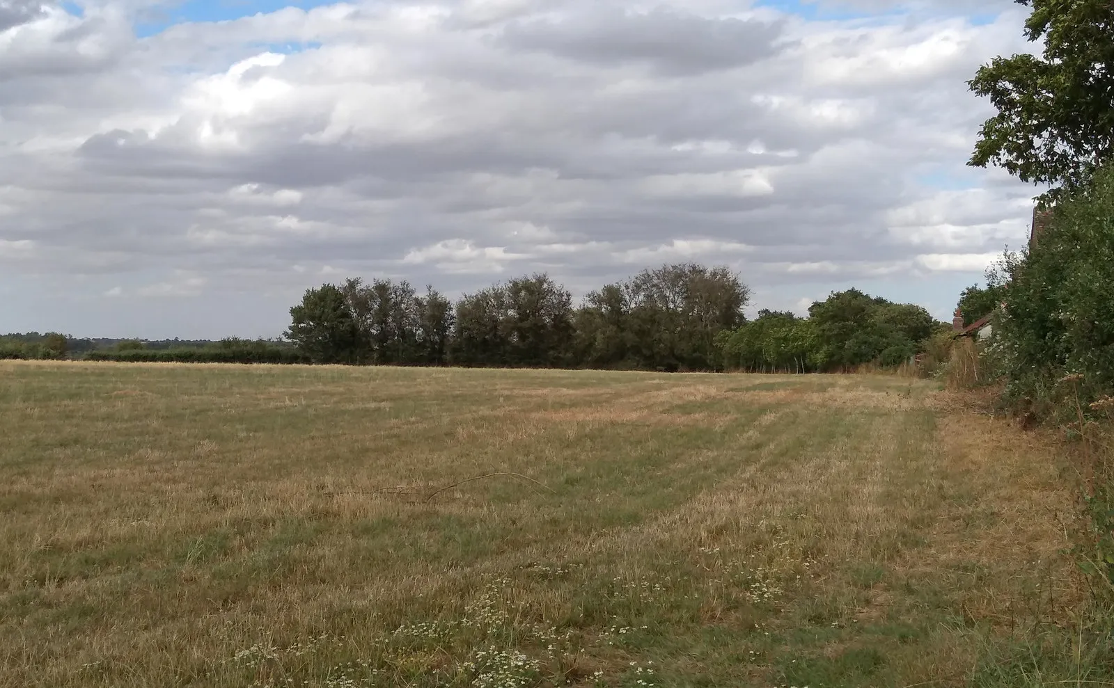 Photo showing: Field Margin, Newney Green, Writtle