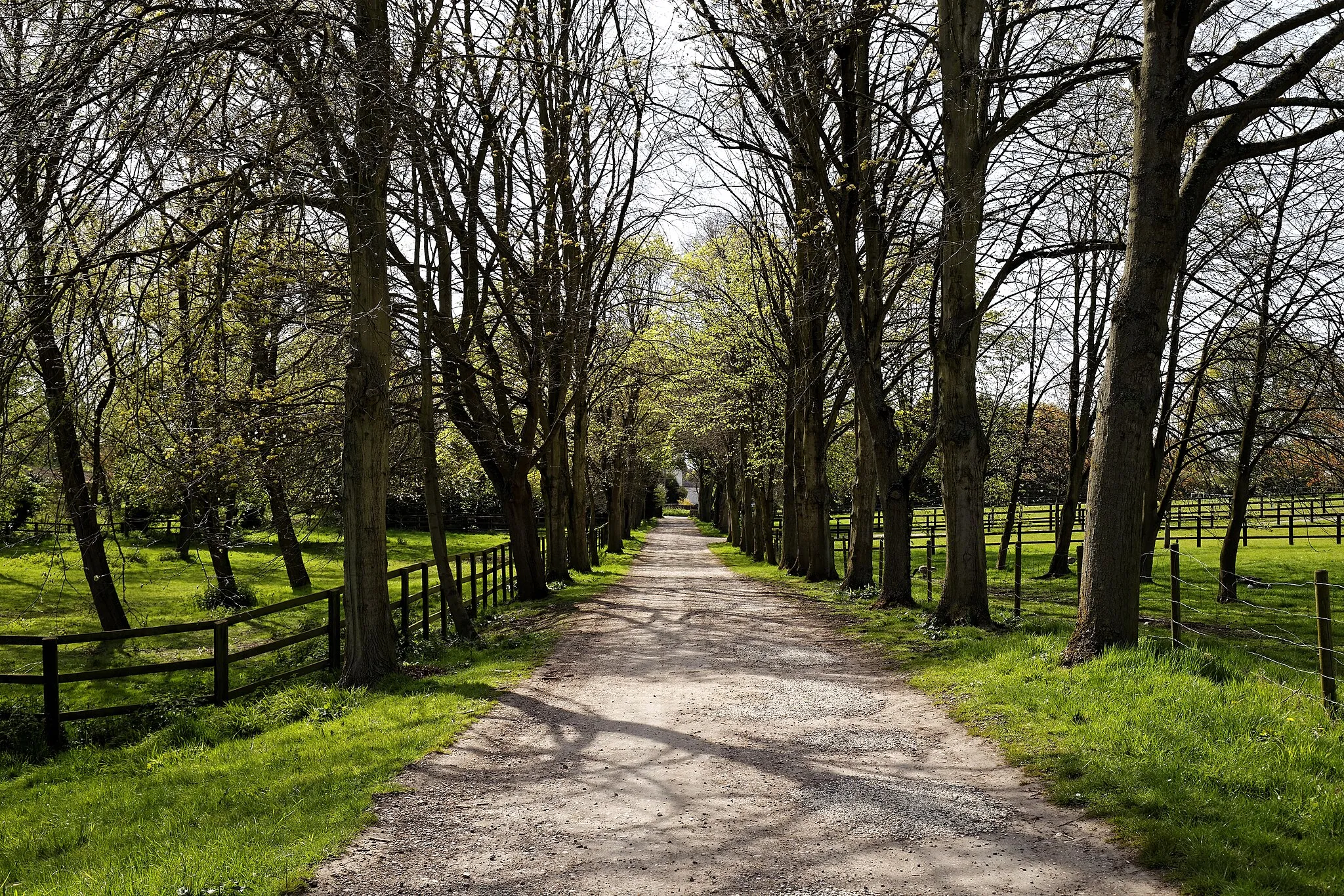 Photo showing: An avenue of trees to the west and on a driveway road leading from St Mary Magdalen Church at Magdalen Laver, Essex, England. Camera: Canon EOS 6D with Canon EF 24-105mm F4L IS USM lens. Software: large RAW file lens-corrected, optimized and downsized with DxO OpticsPro 10 Elite, Viewpoint 2, and Adobe Photoshop CS2.