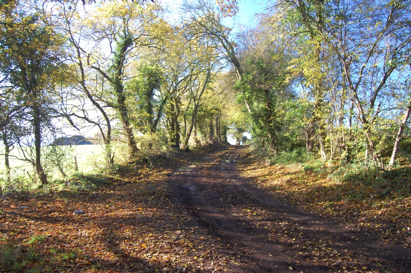 Photo showing: Bridleway near The Grange, Downham