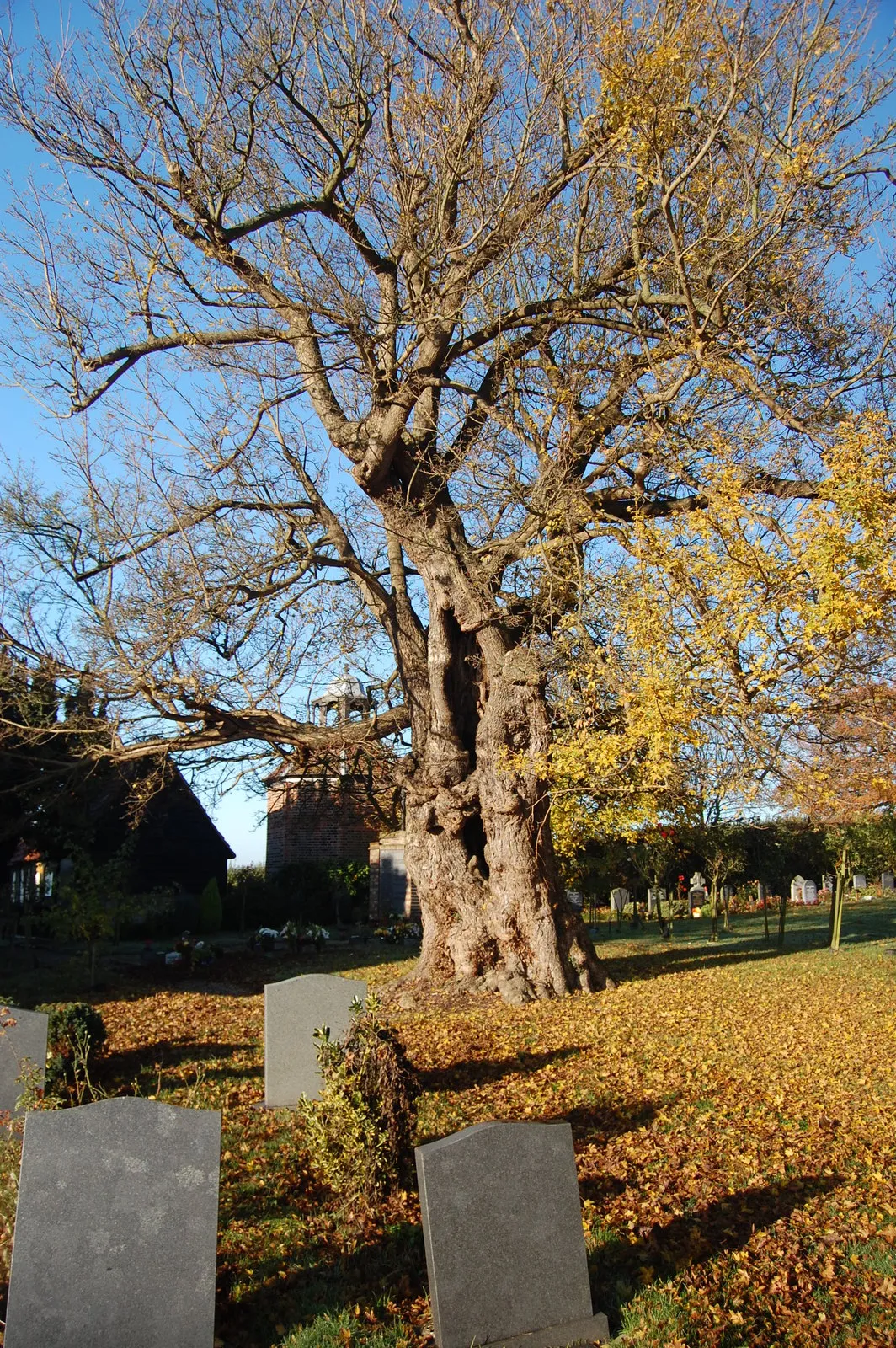 Photo showing: Record-breaking field maple