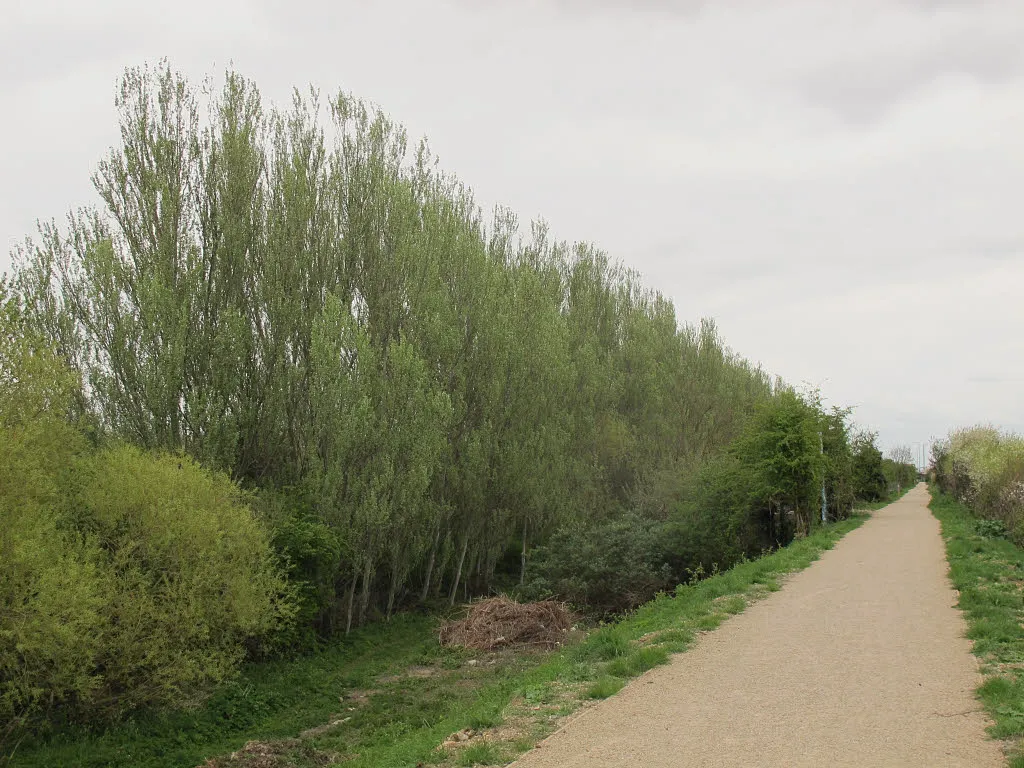 Photo showing: Poplars adjacent to the Ridgeway