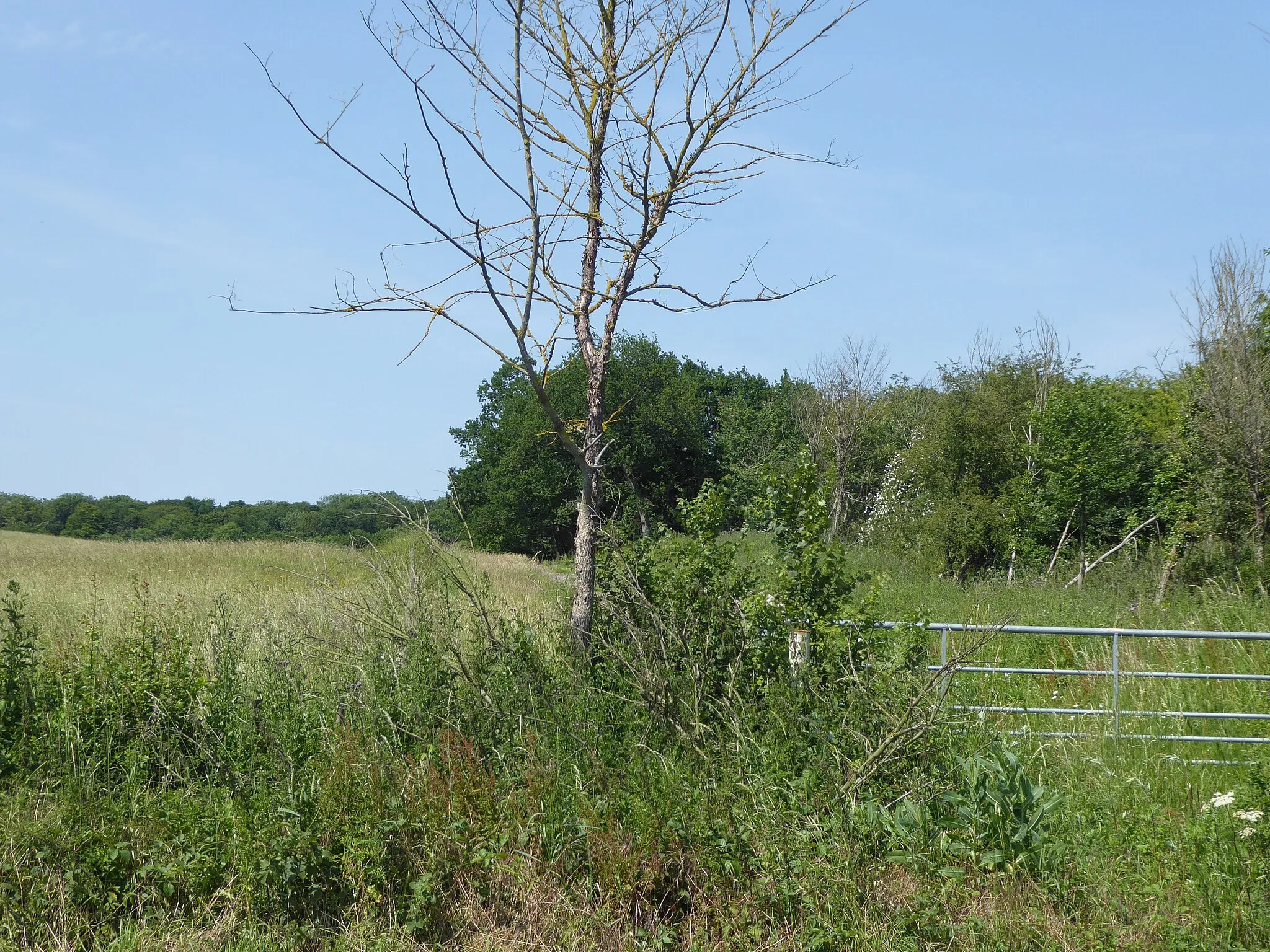 Photo showing: The edge of Bedfords Park