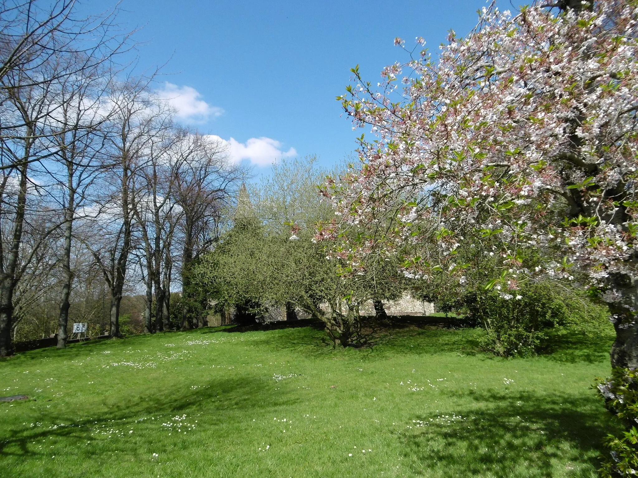 Photo showing: Blossom in St Michael's Churchyard