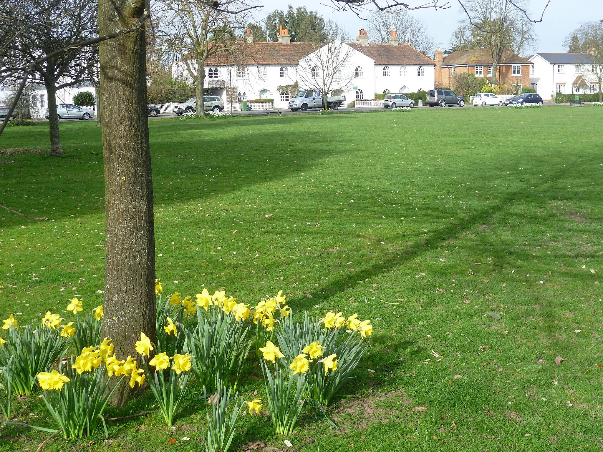 Photo showing: Daffodils on Giggs Hill Green