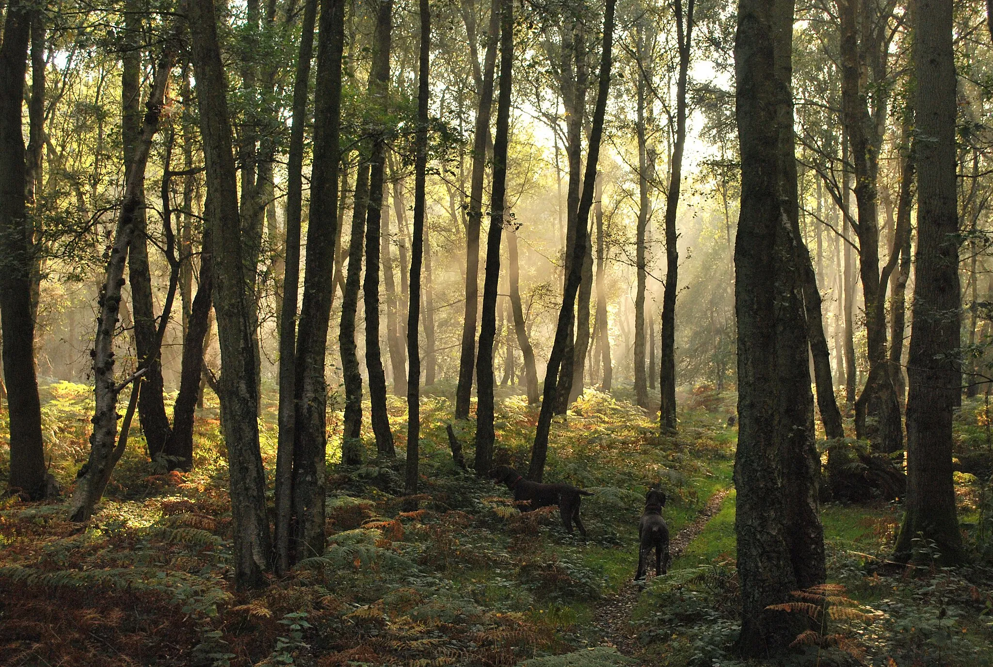 Photo showing: A misty autumnal morning on the Ashridge Estate