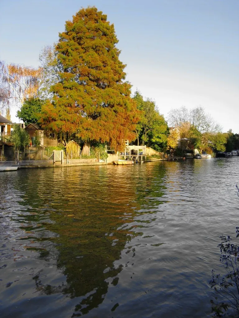 Photo showing: An exotic conifer in November, Garrick's Eyot