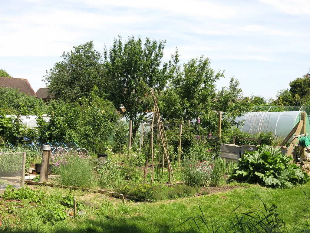 Photo showing: Allotments south of Island Farm Road (2)