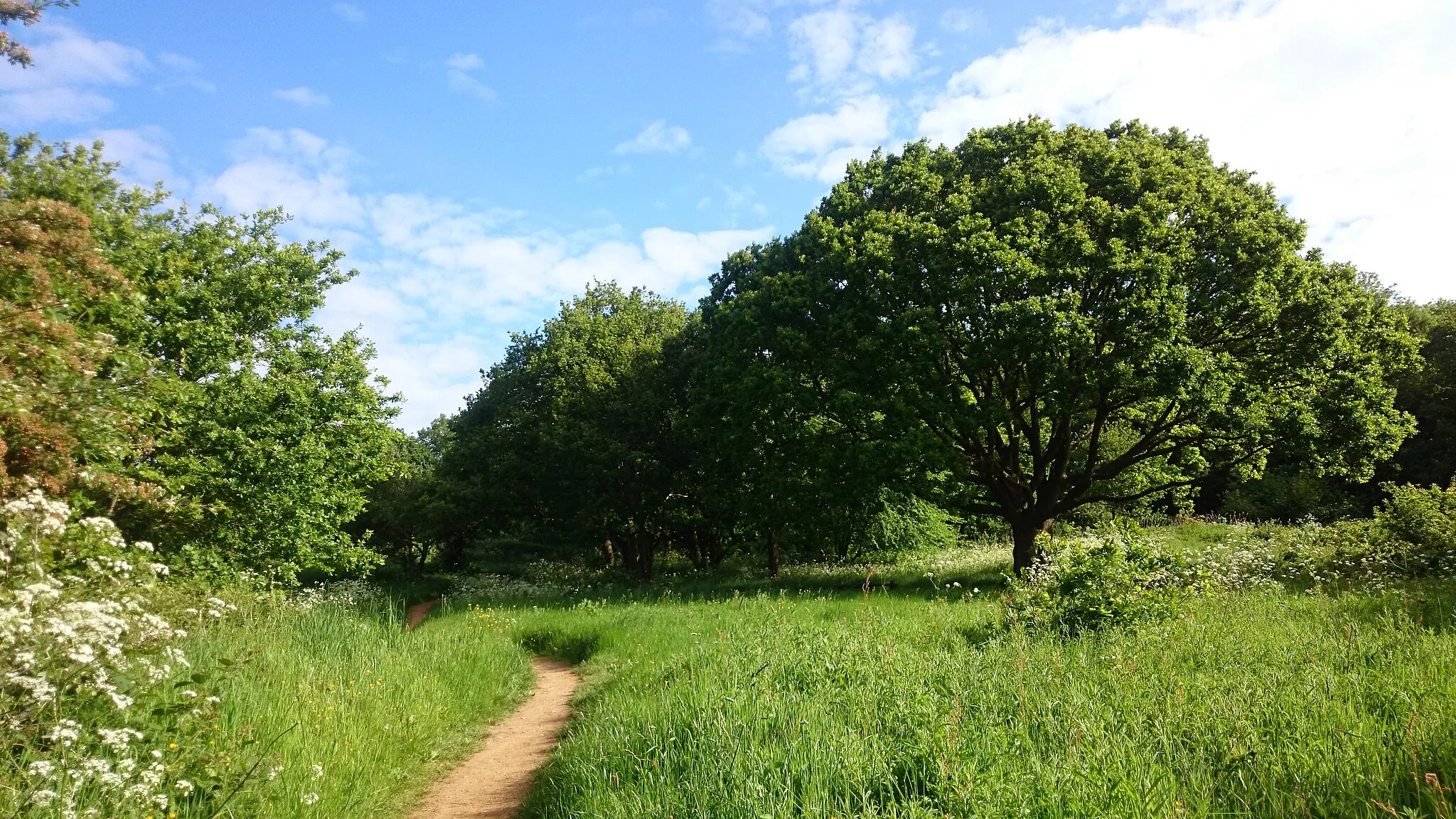 Photo showing: Horsenden Hill