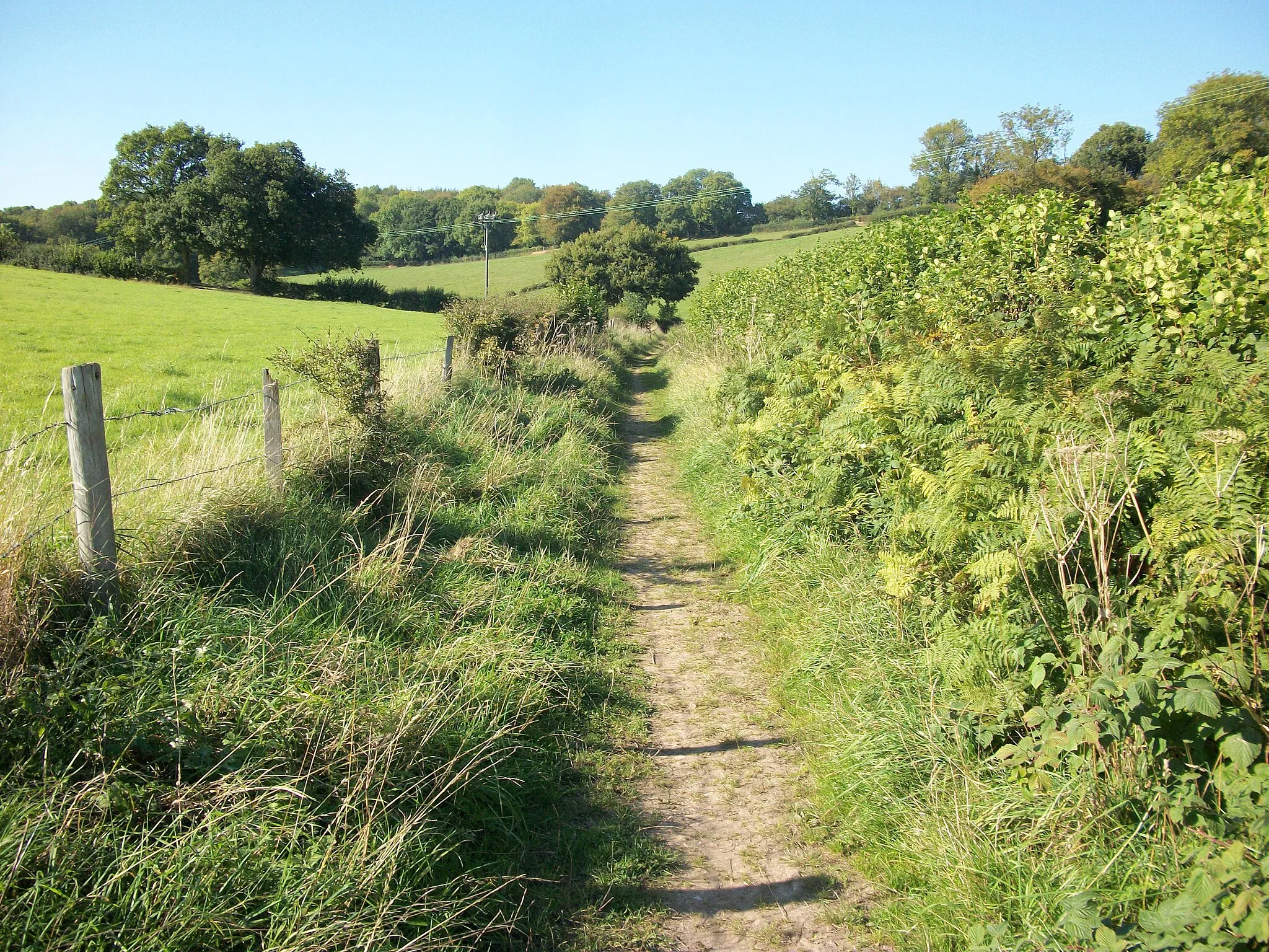 Photo showing: Bridleway to Bellows Wood