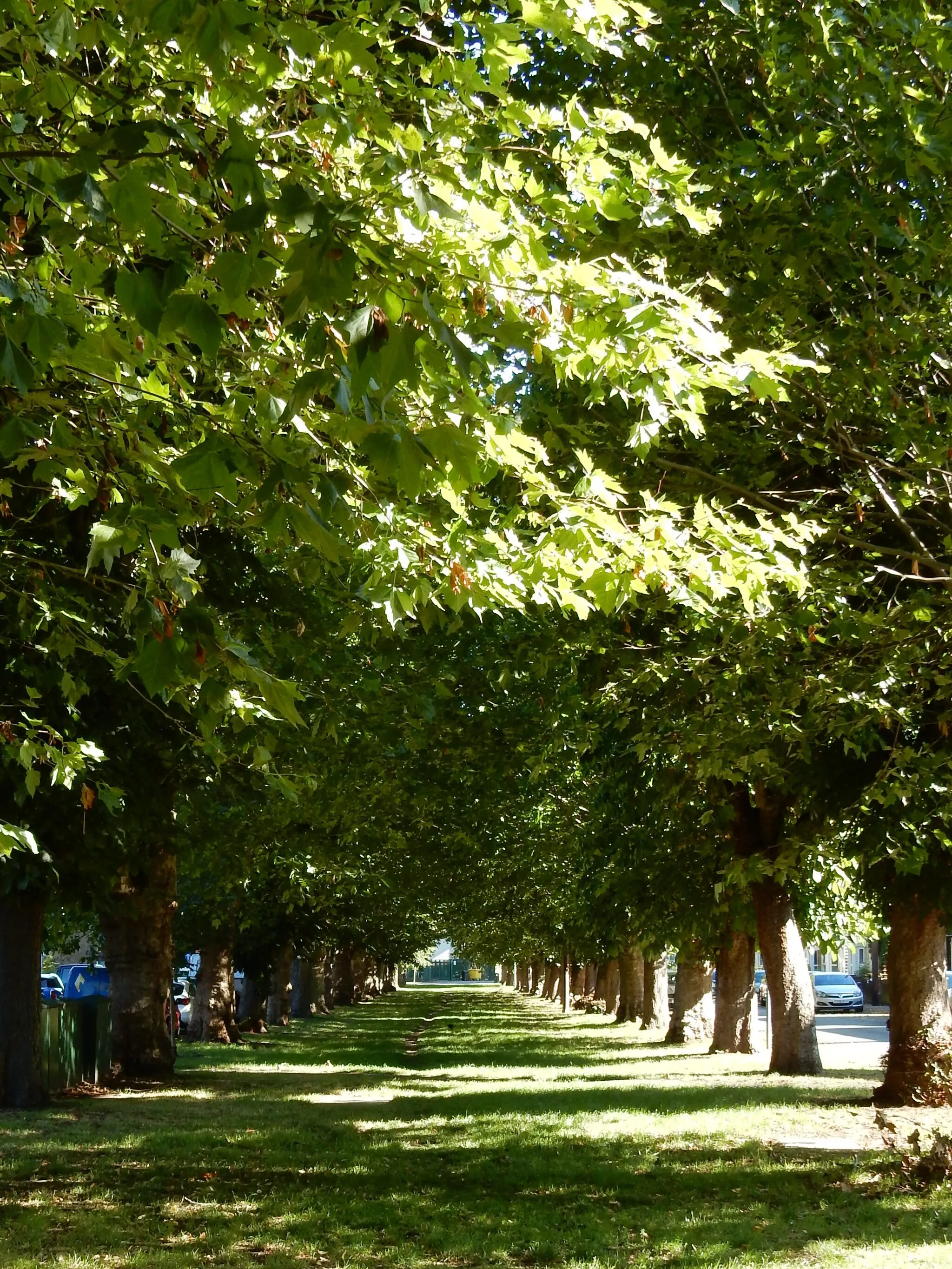 Photo showing: Trees line Colham Avenue, formally part of the southern section of the Otter Dock arm of the Grand Union Canal in Yiewsley.