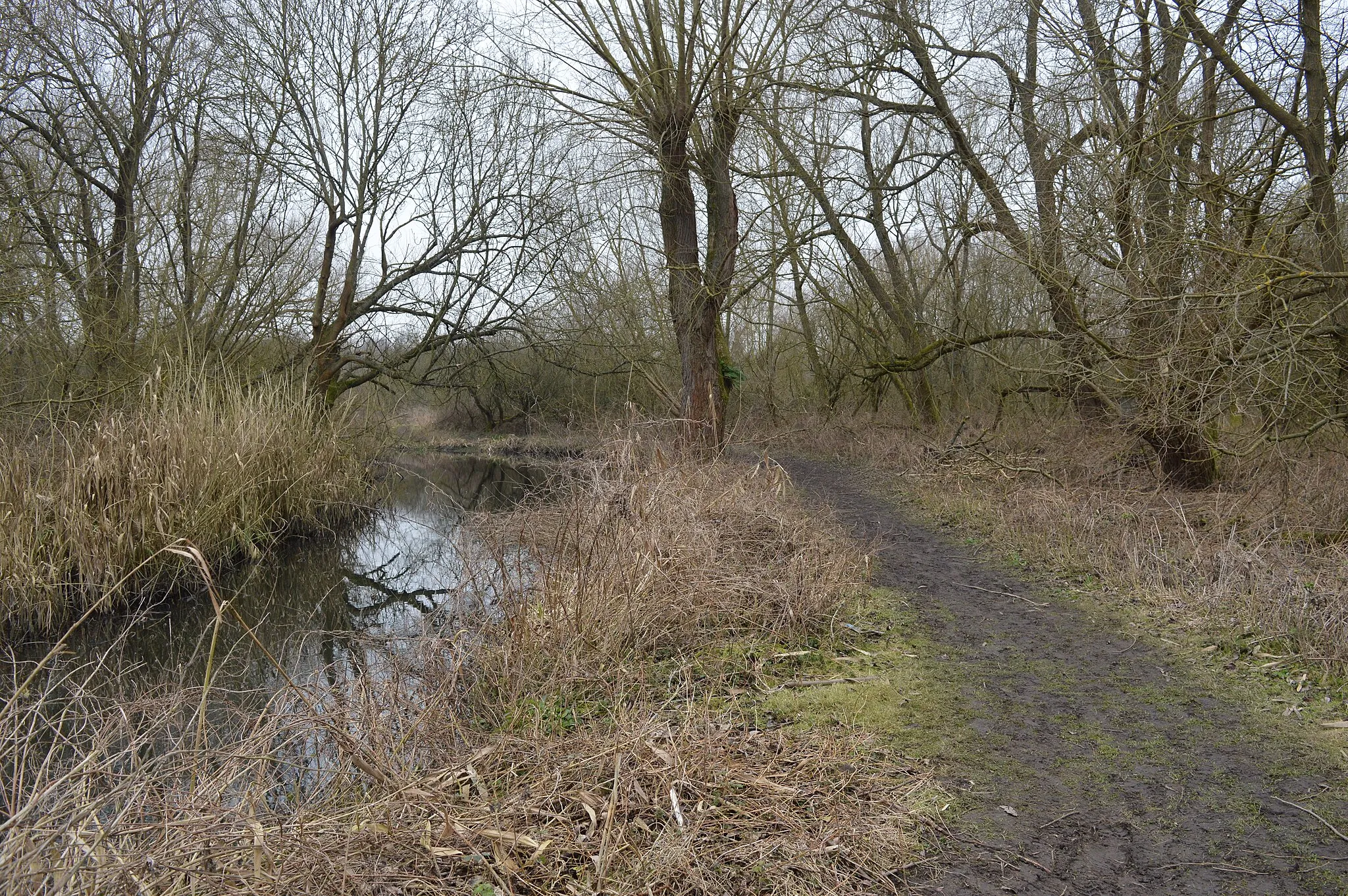 Photo showing: River Lea and Stanborough Reedmarsh, a Local Nature Reserve in Welwyn Garden City, Hertfordshire