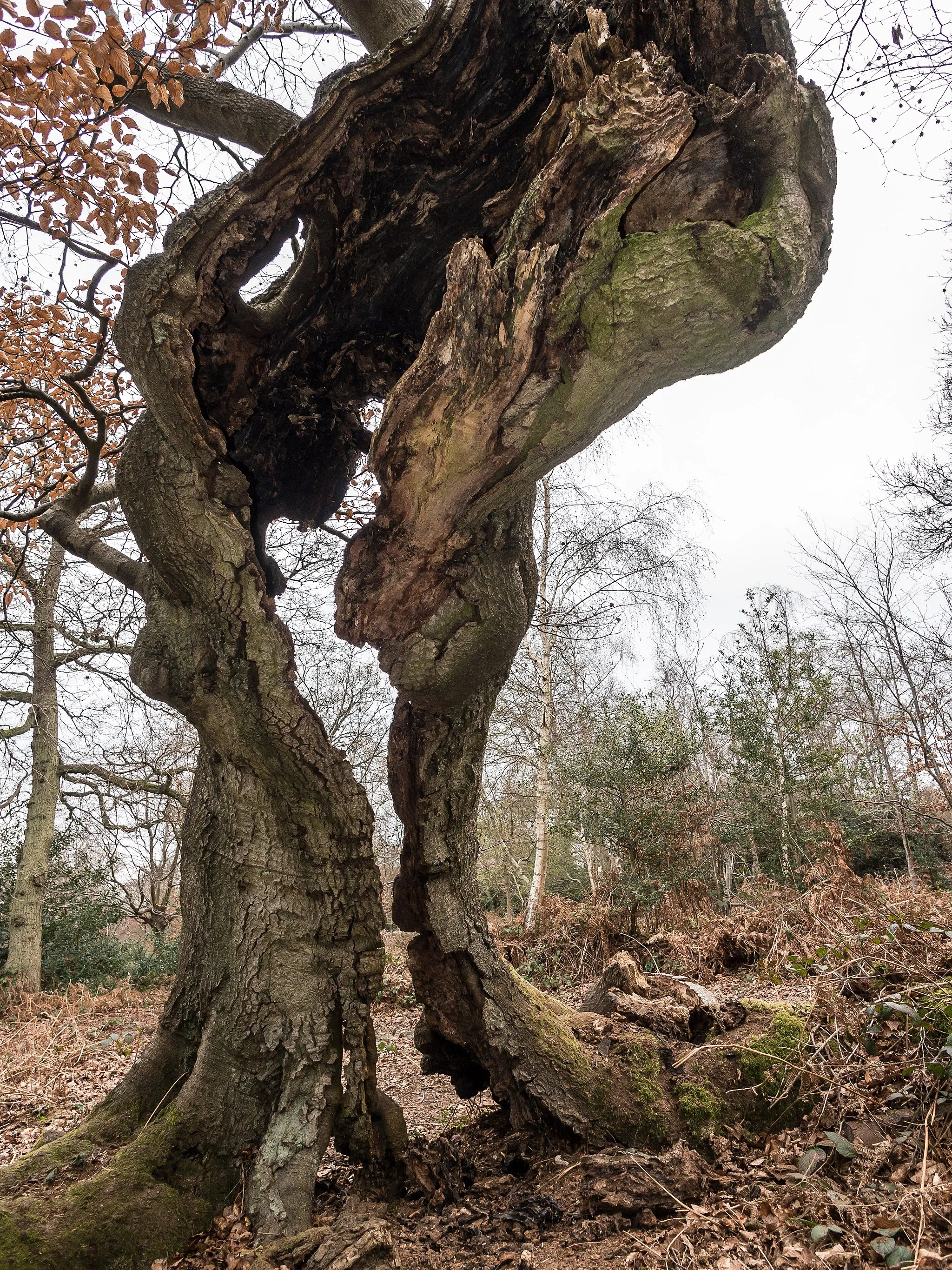 Photo showing: Burnham Beeches, spring 2012