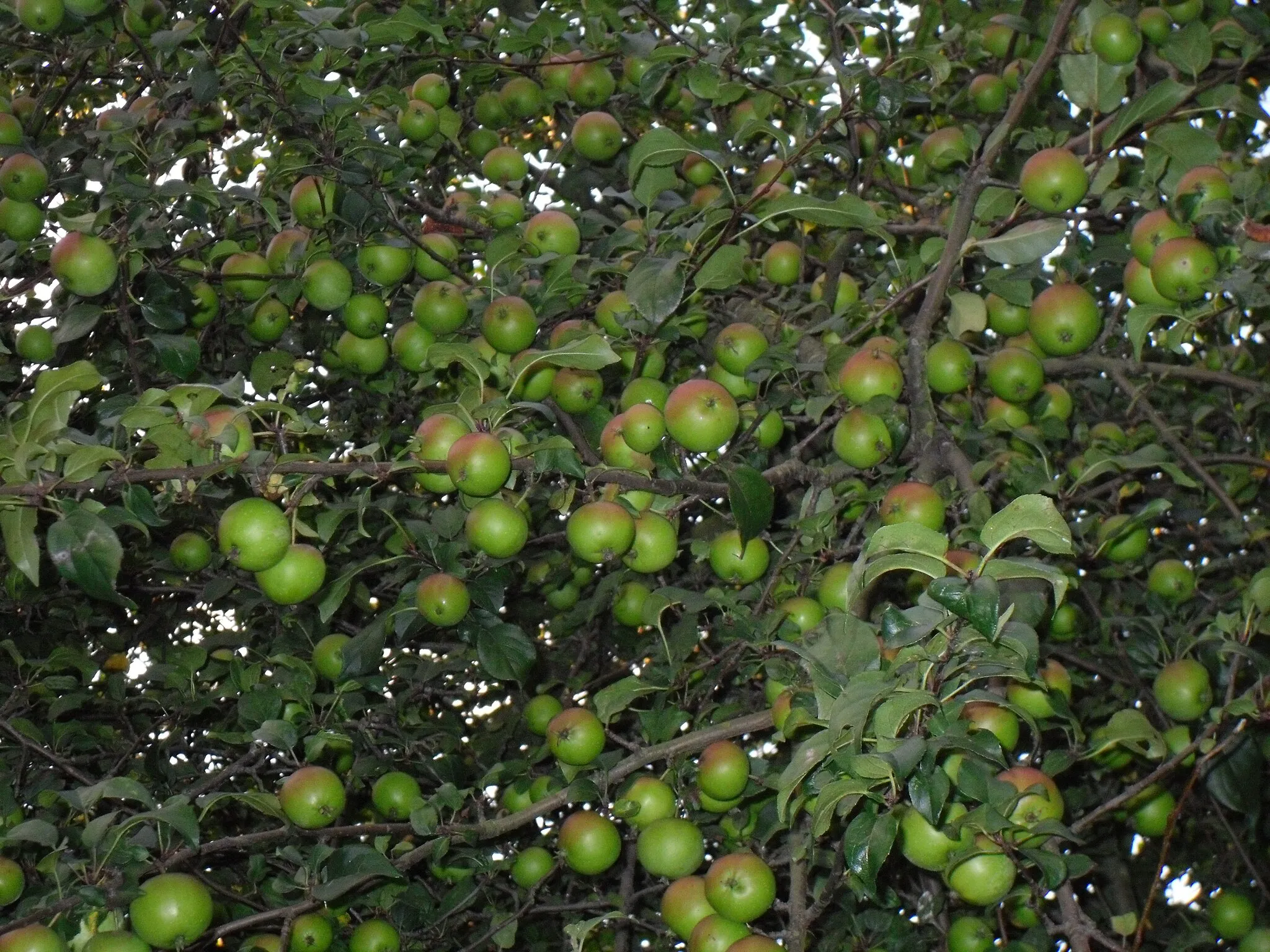 Photo showing: That baby apple tree