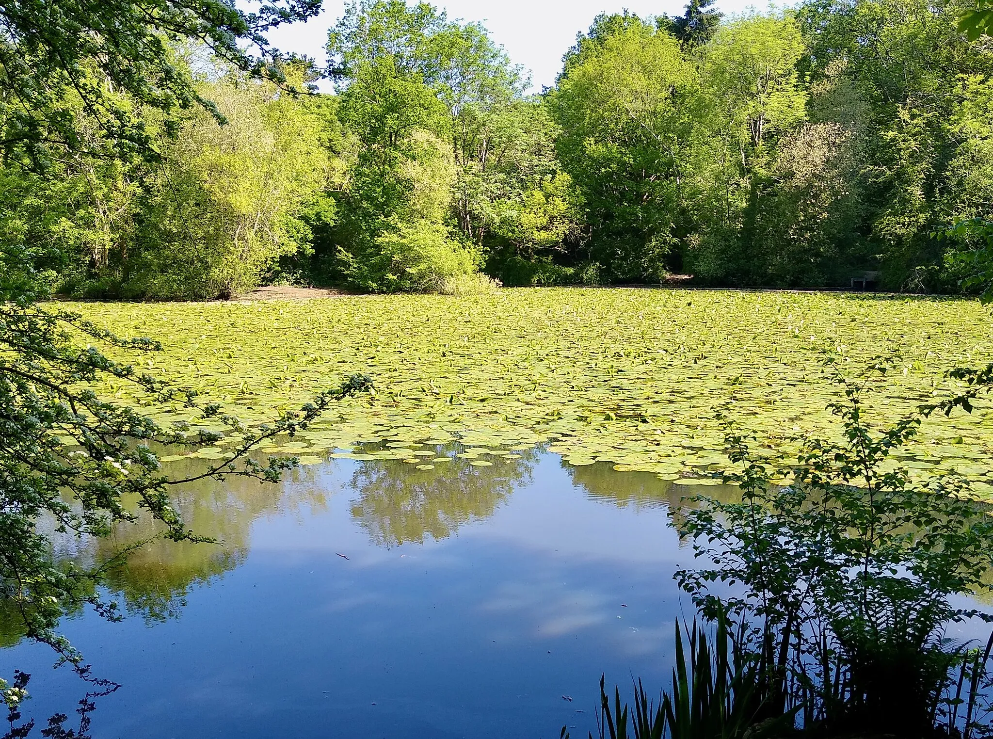 Photo showing: Upper Pond, Ashtead Park viewed from the south