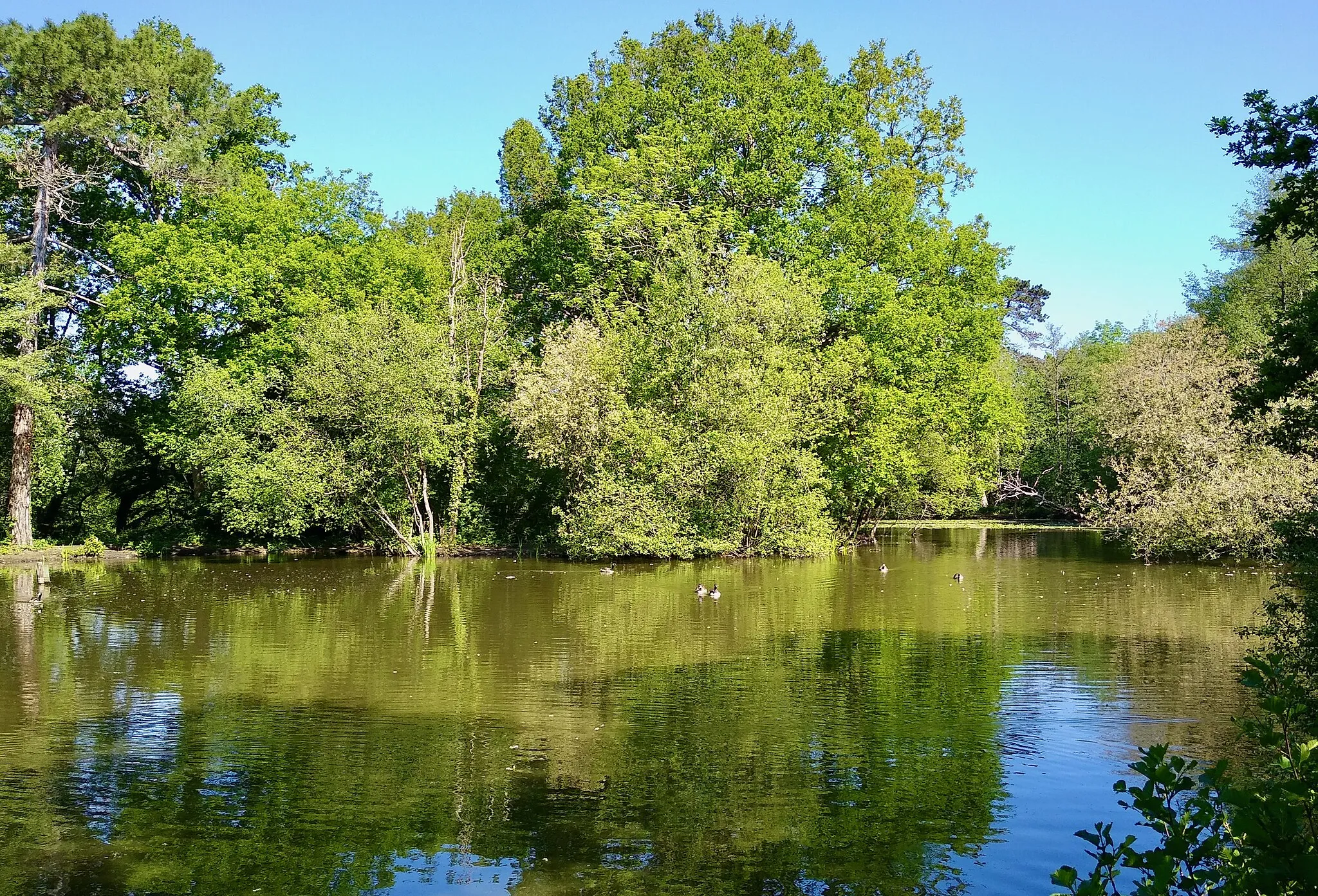 Photo showing: Lower Pond, Ashtead Park viewed from the east