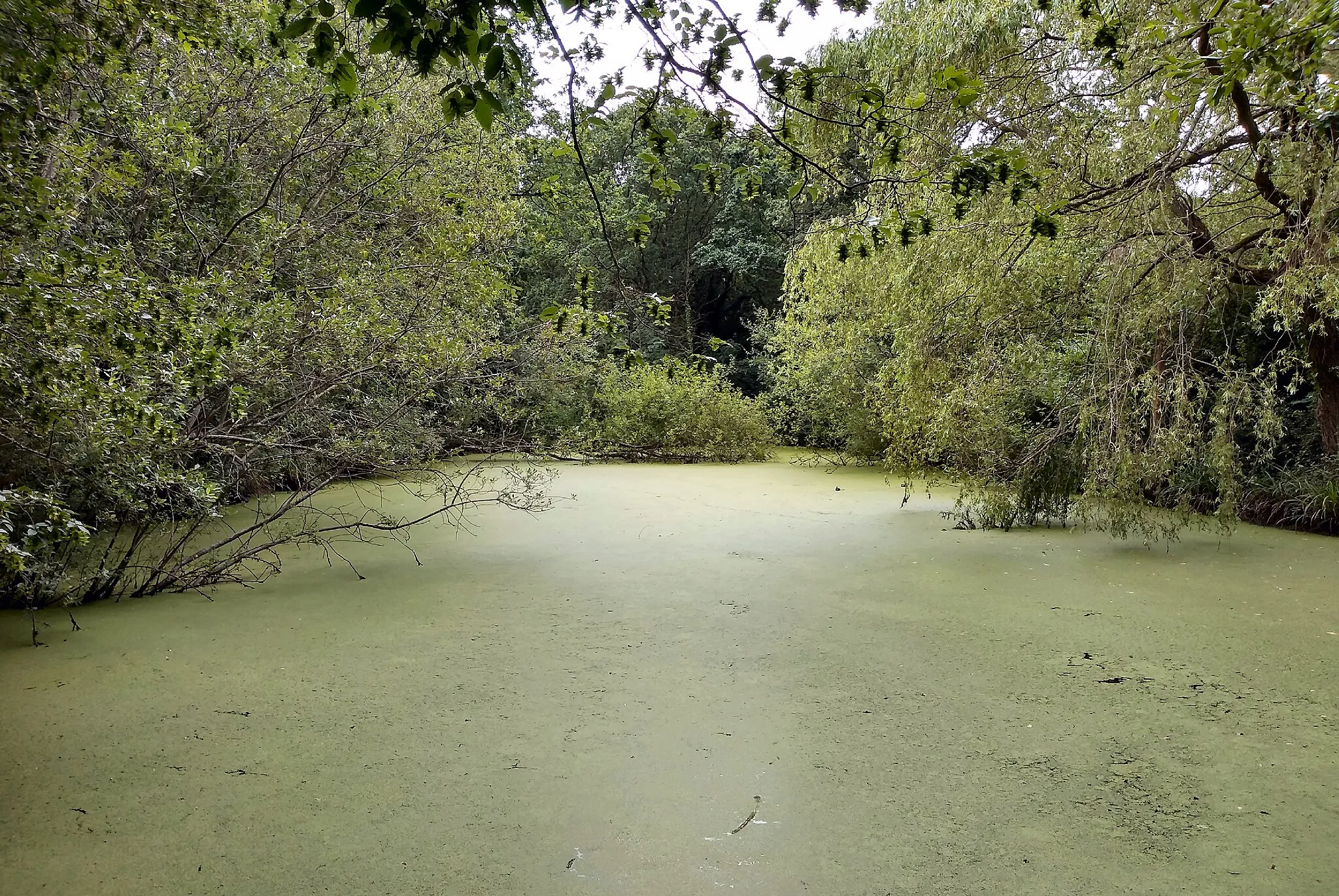 Photo showing: Ashtead Park, Conservation Pond