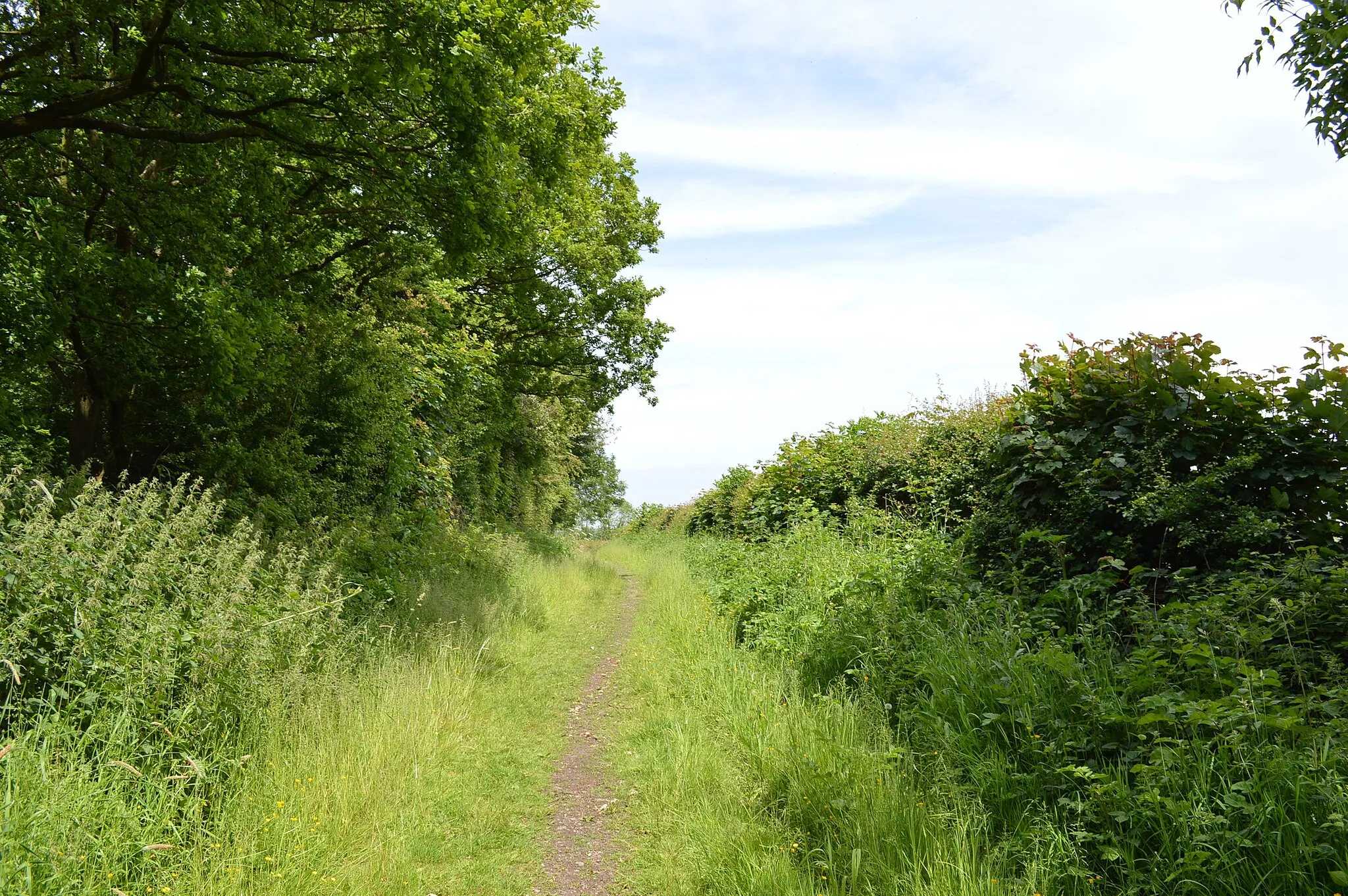 Photo showing: Path north of Watermills Wood