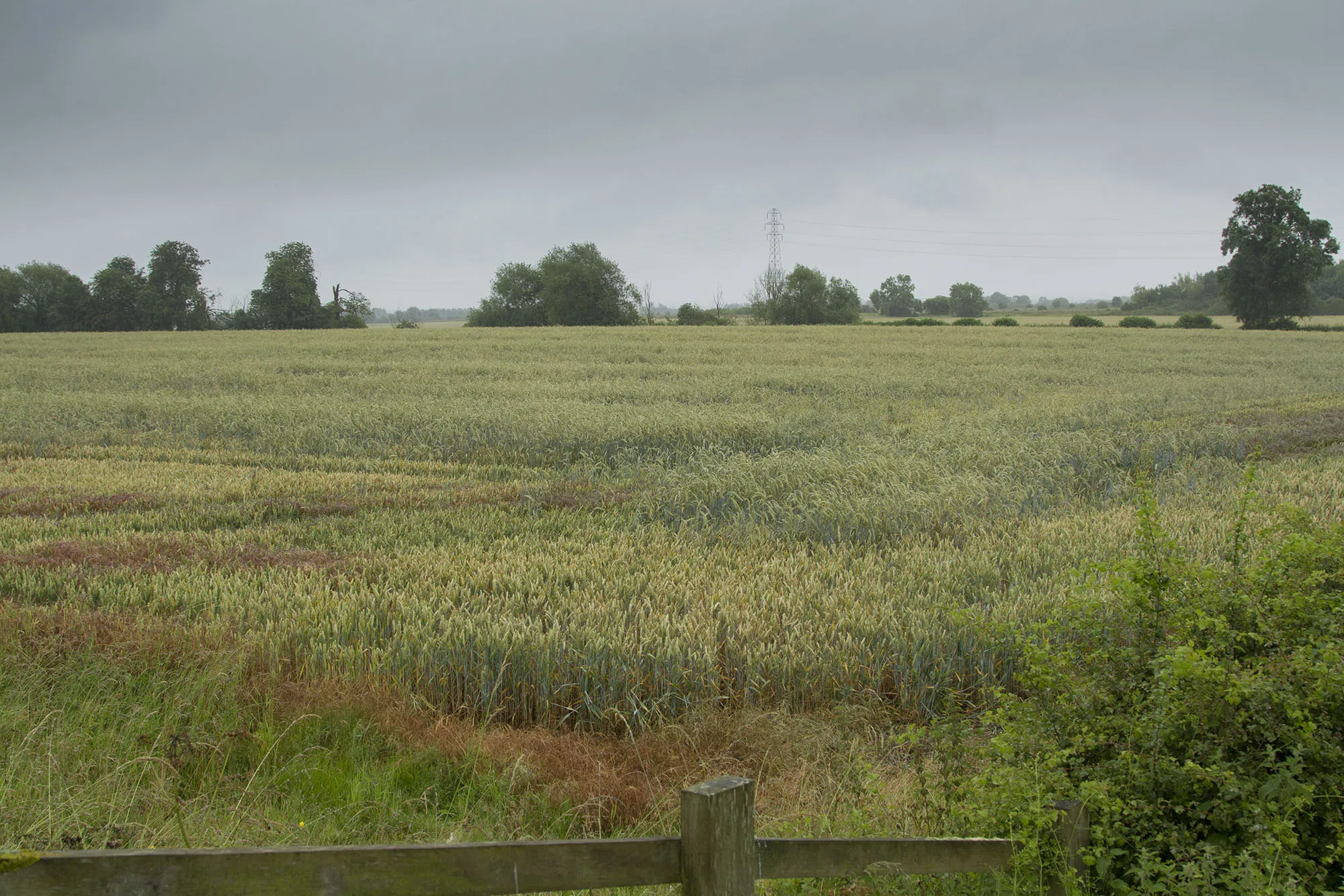 Photo showing: A very wet wheat field