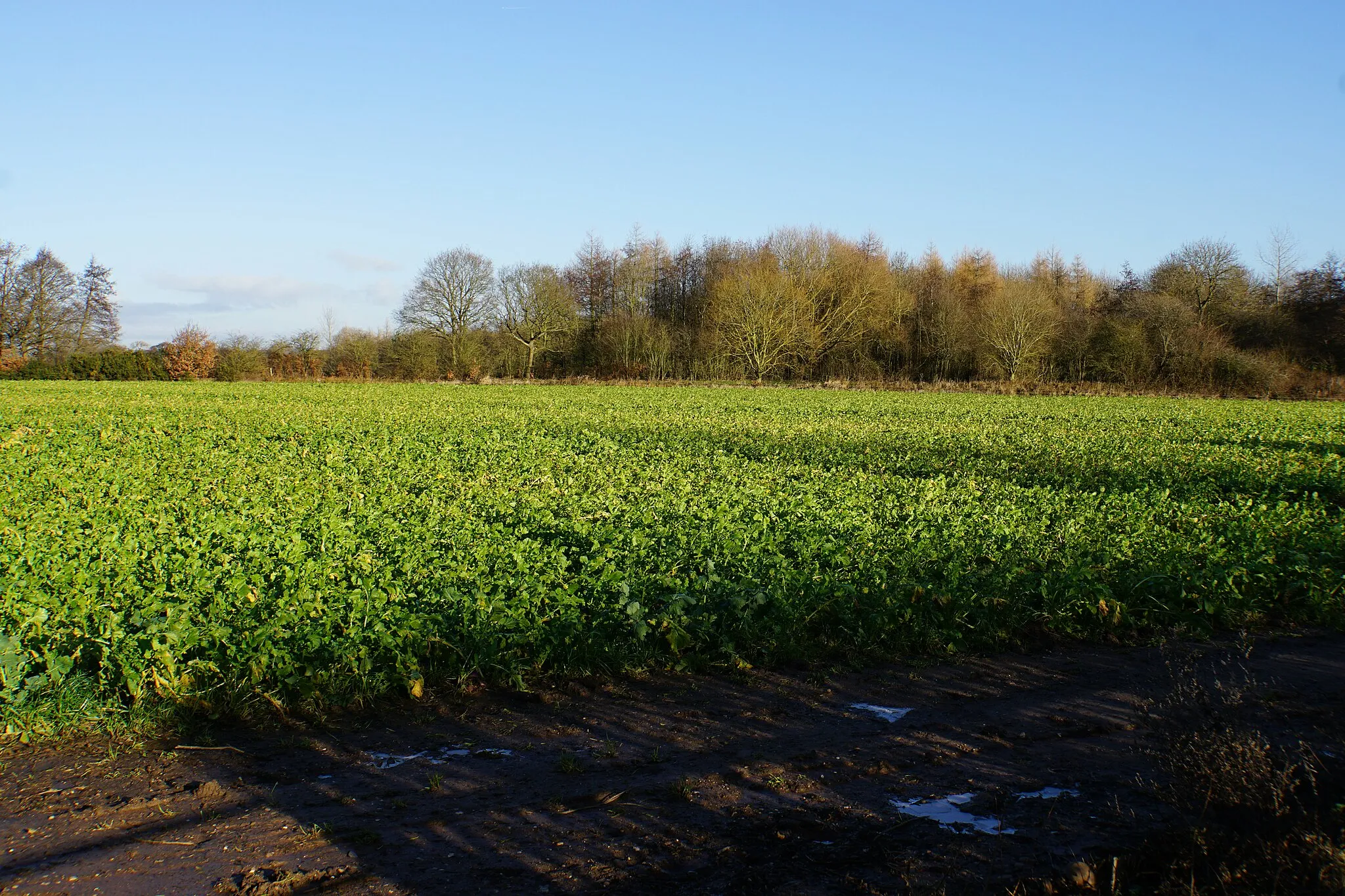 Photo showing: A field of beet near Wood End Farm
