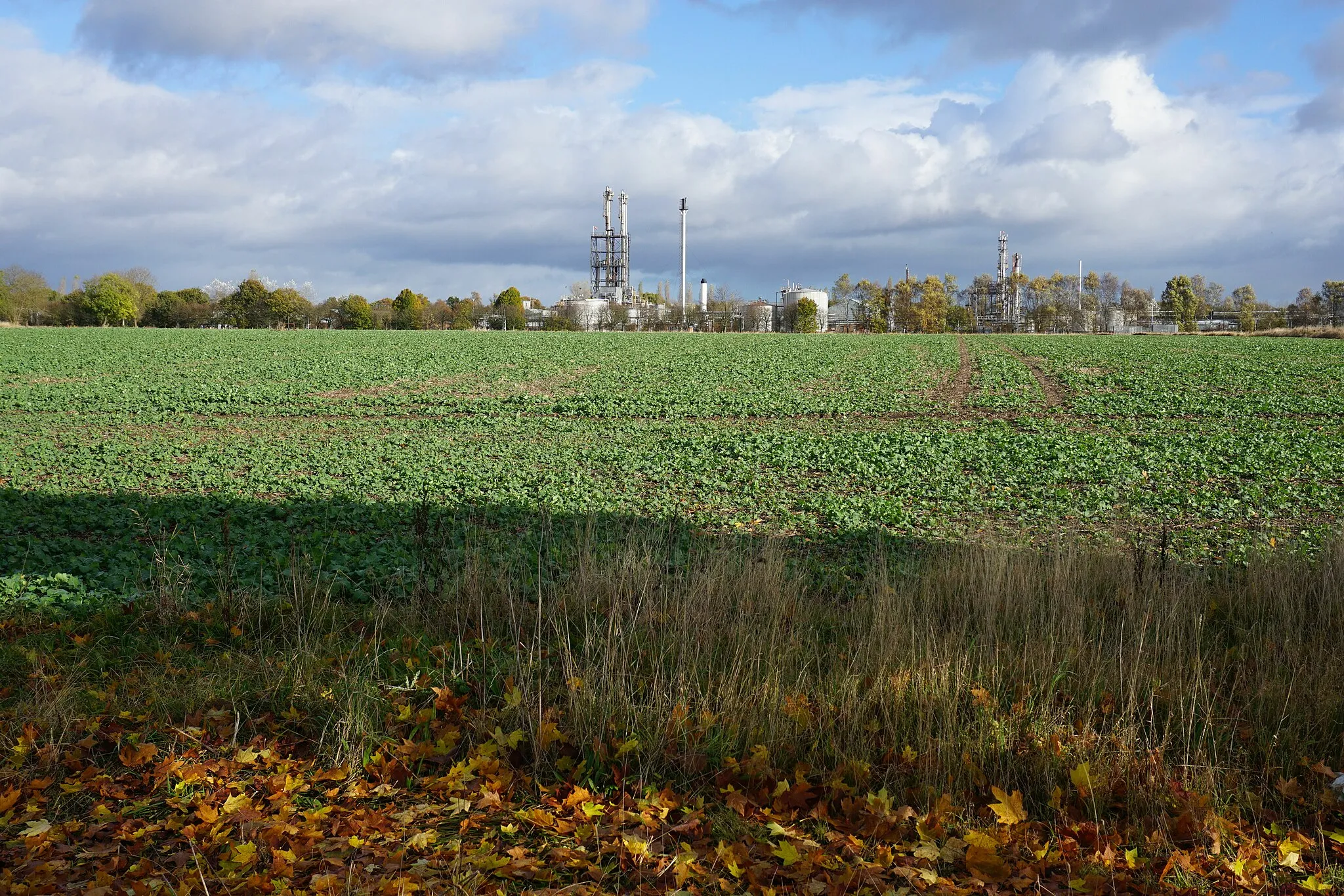 Photo showing: Beet field at Four Ashes