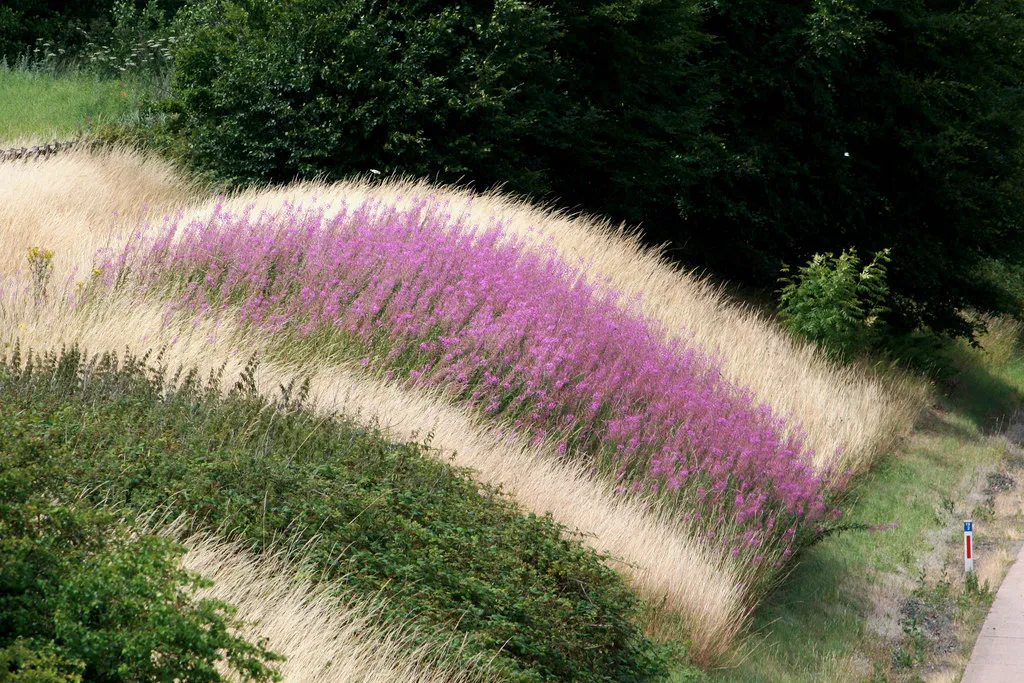 Photo showing: A band of Fireweed