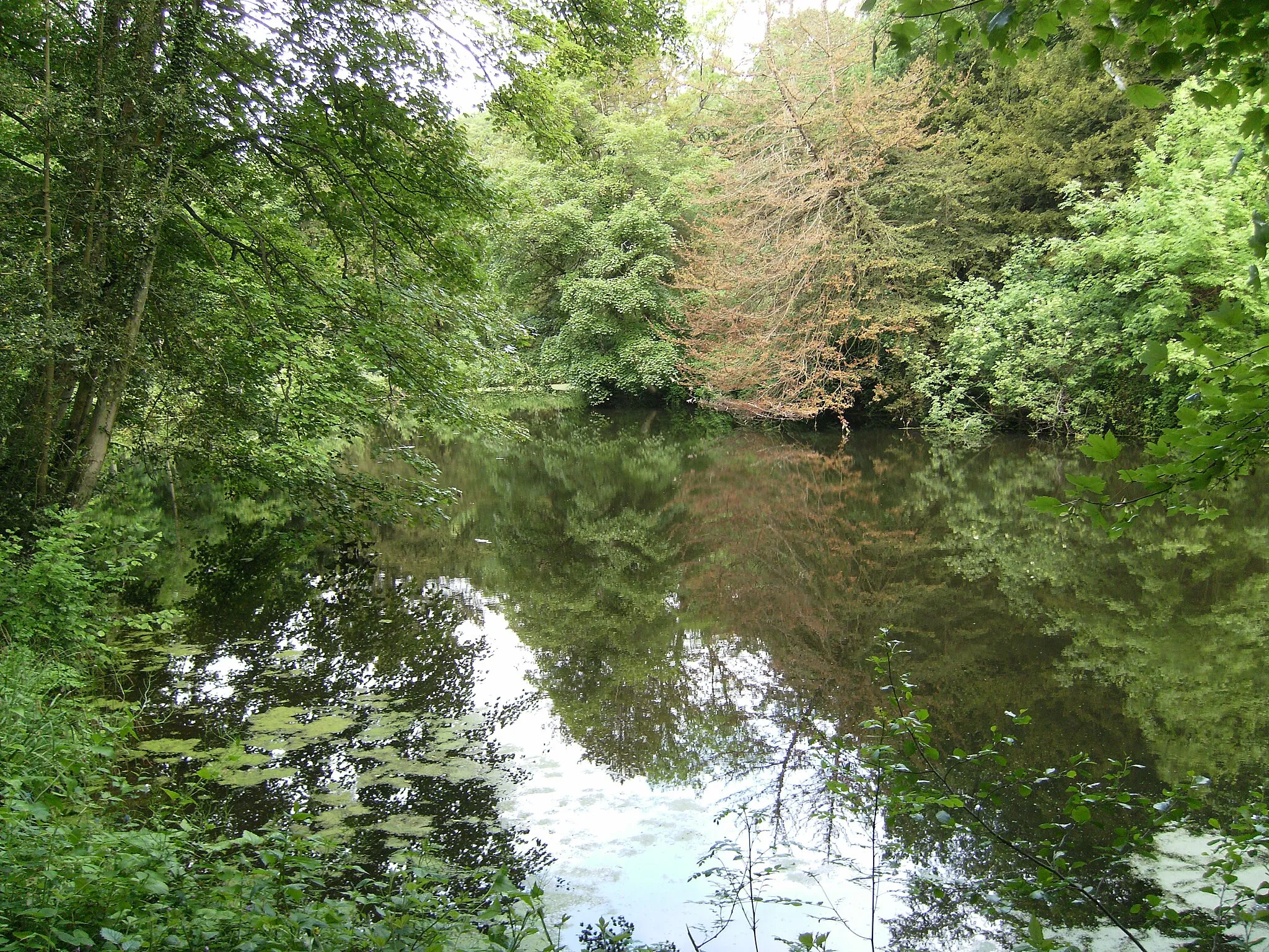 Photo showing: View of the Upper Pool from its south side, the Dingle, Badger, Shropshire.