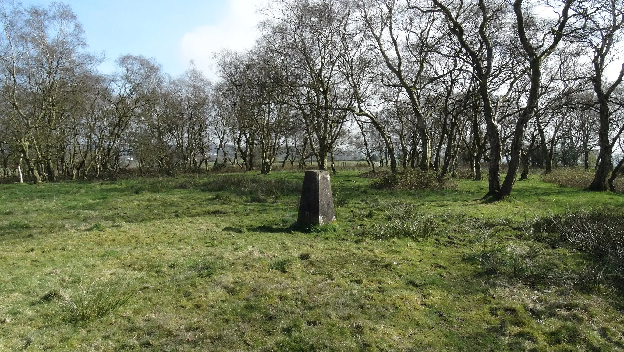 Photo showing: Trig point at St Thomas's Trees above Dilhorne