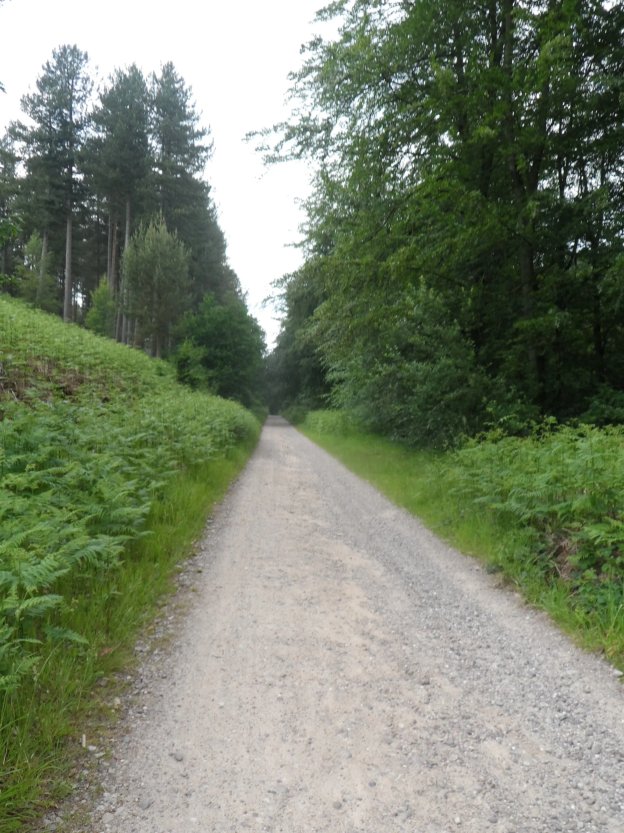 Photo showing: Marquis's Drive - Cannock Chase