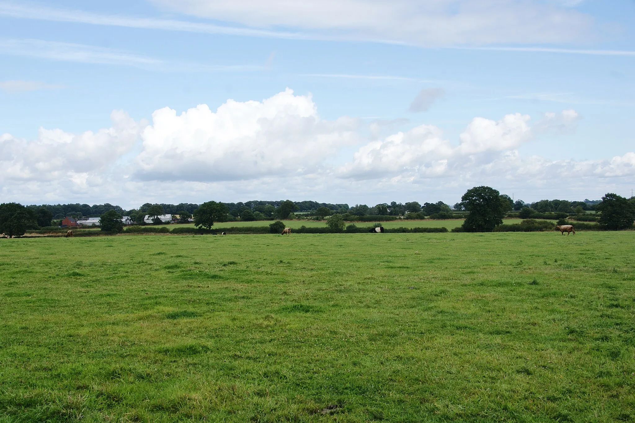 Photo showing: A field of cows near Woodcock Heath