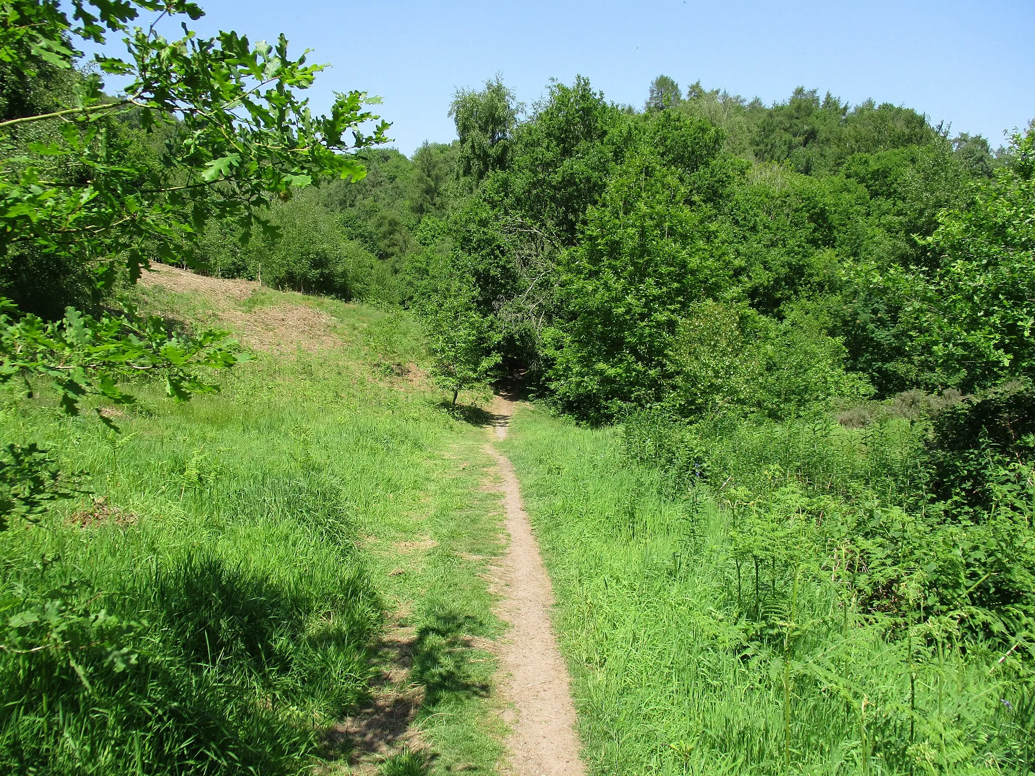 Photo showing: A path through Kinver Edge
