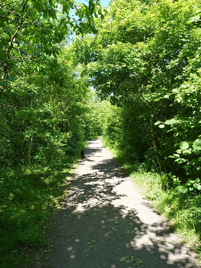 Photo showing: A leafy path in the country park