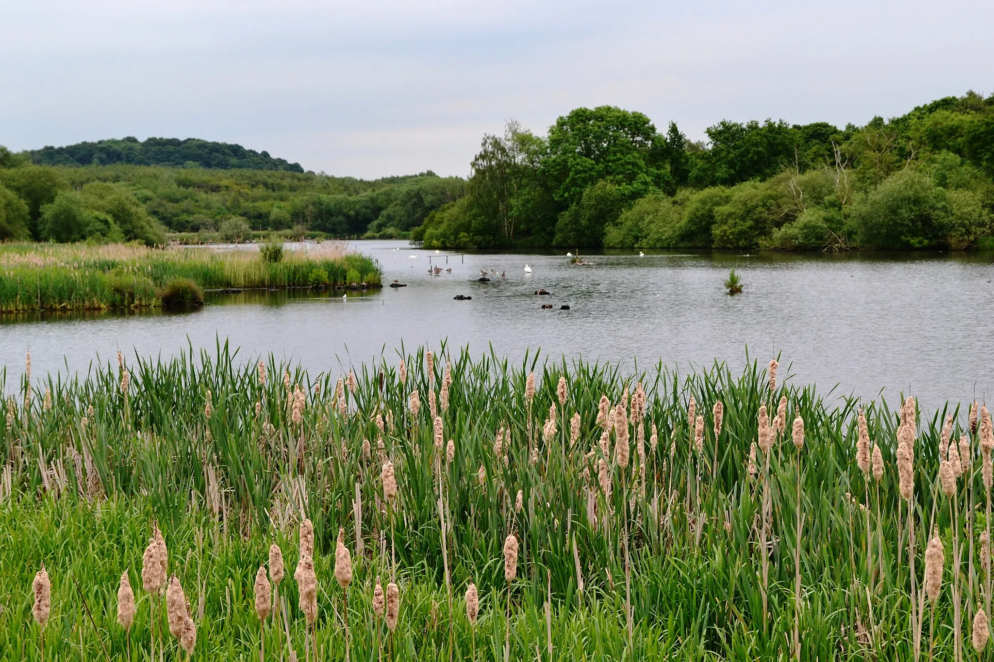 Photo showing: Bulrushes at Denaby Ings Nature Reserve