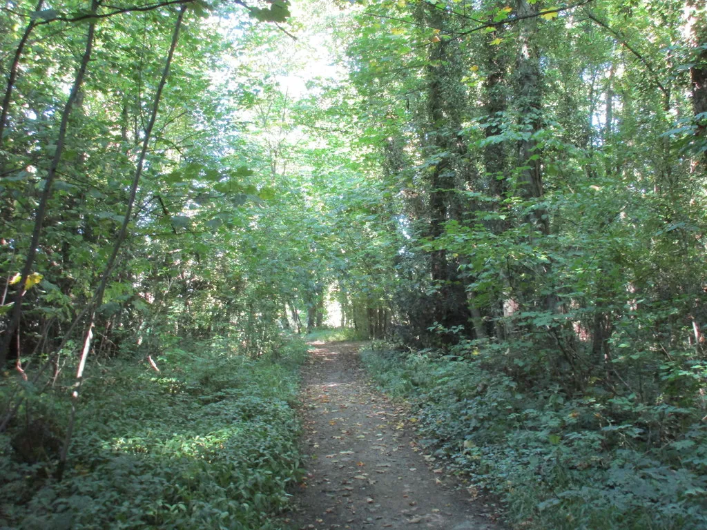 Photo showing: Bridleway through Ivy Lodge Plantation