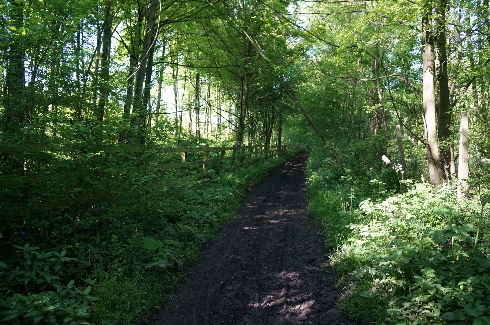 Photo showing: Bridleway in Edlington Wood