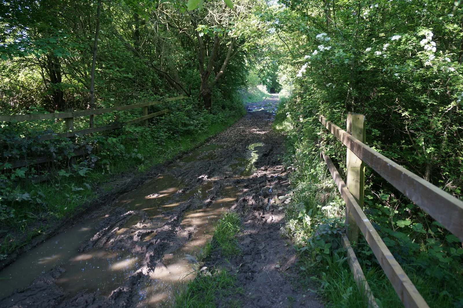 Photo showing: Bridleway in Edlington Wood