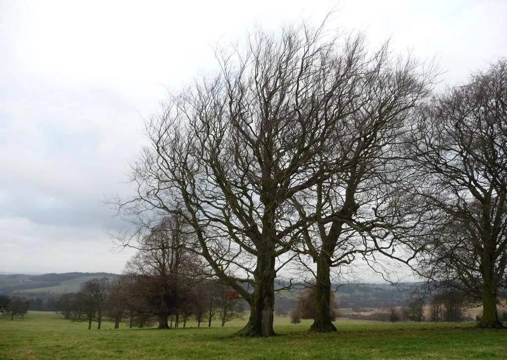 Photo showing: A pair of winter trees near Jebb Lane