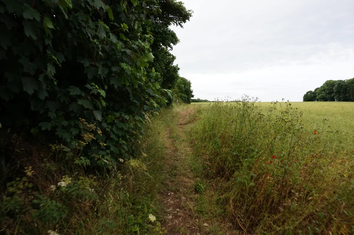 Photo showing: Bridleway leading to Stapleton Cottages