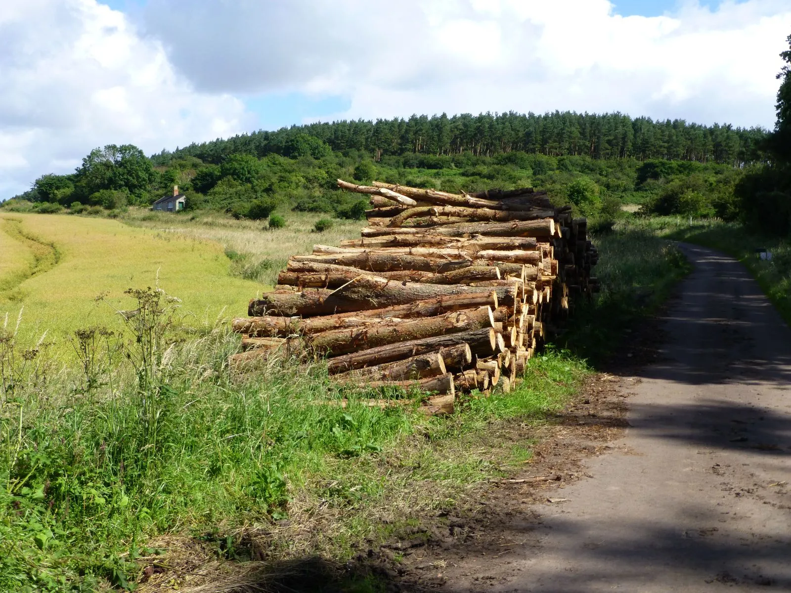 Photo showing: Log pile below Dovecrag Plantation