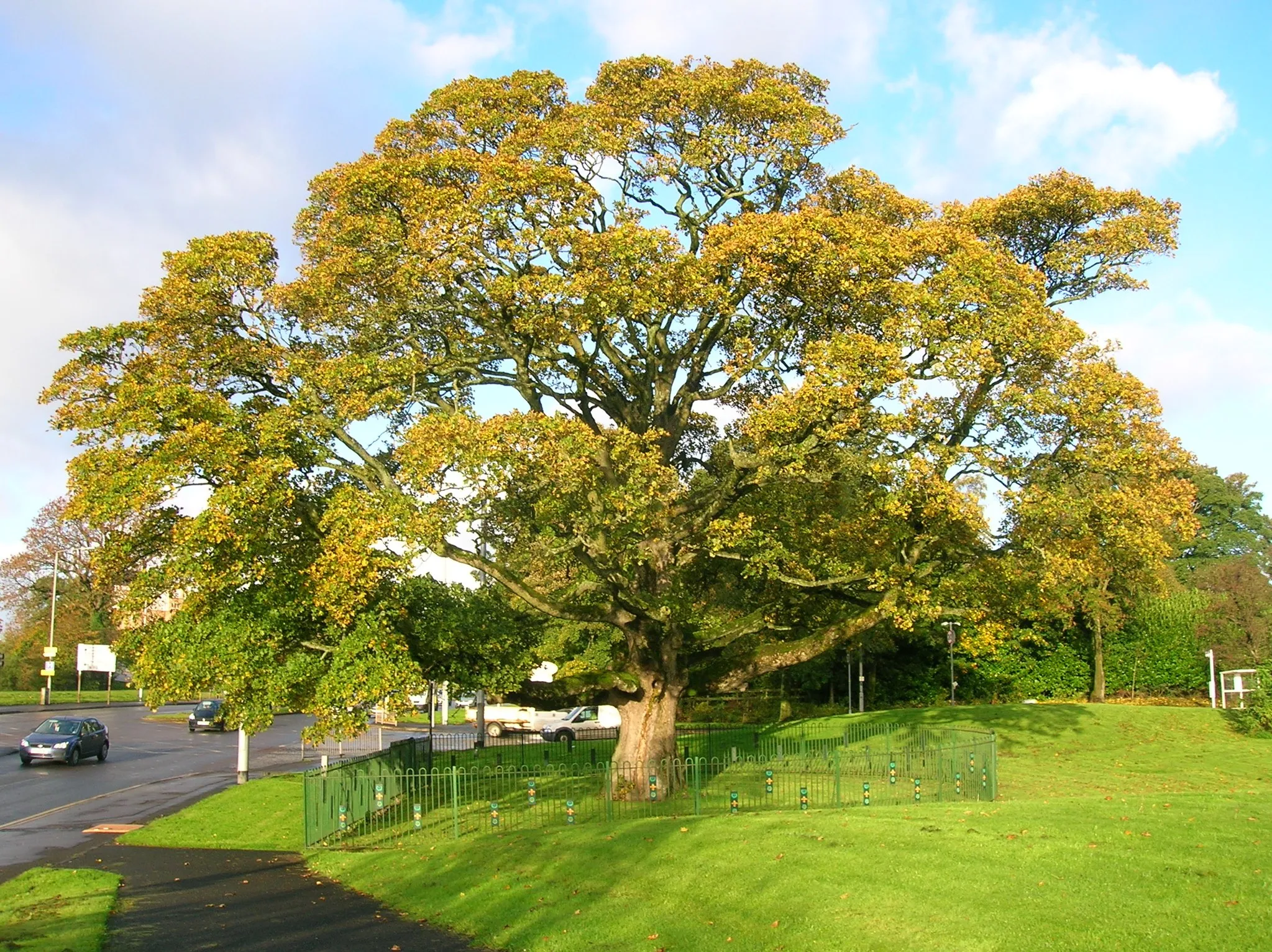 Photo showing: The Darnley Sycamore or Plane Tree. Mary Queen of Scots nursed her husband - the Earl of Darnley- back to health under this tree - allegedly.