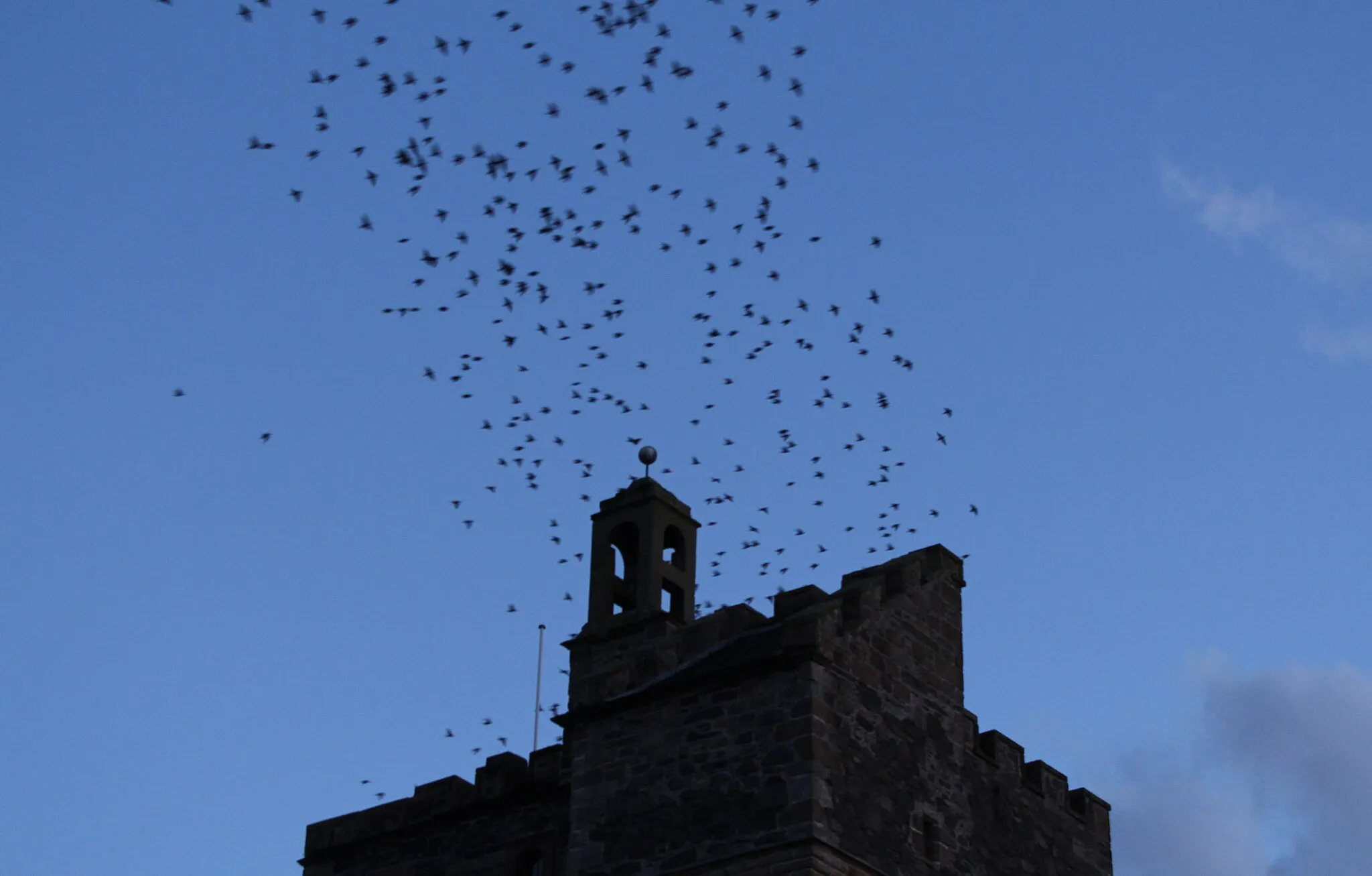 Photo showing: Starlings over St John's Castle, Stranraer