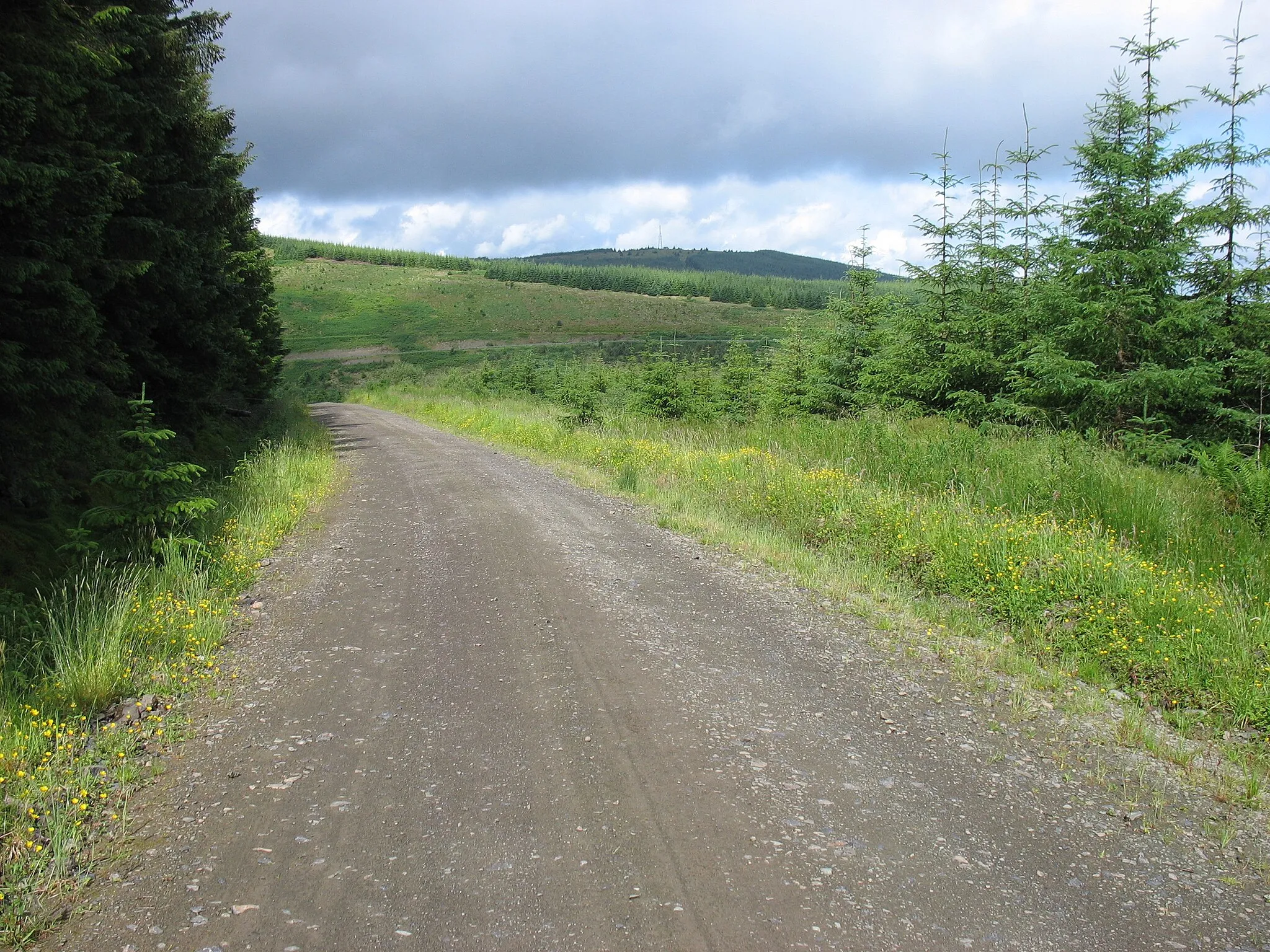 Photo showing: Forest Road in Wauchope Forest