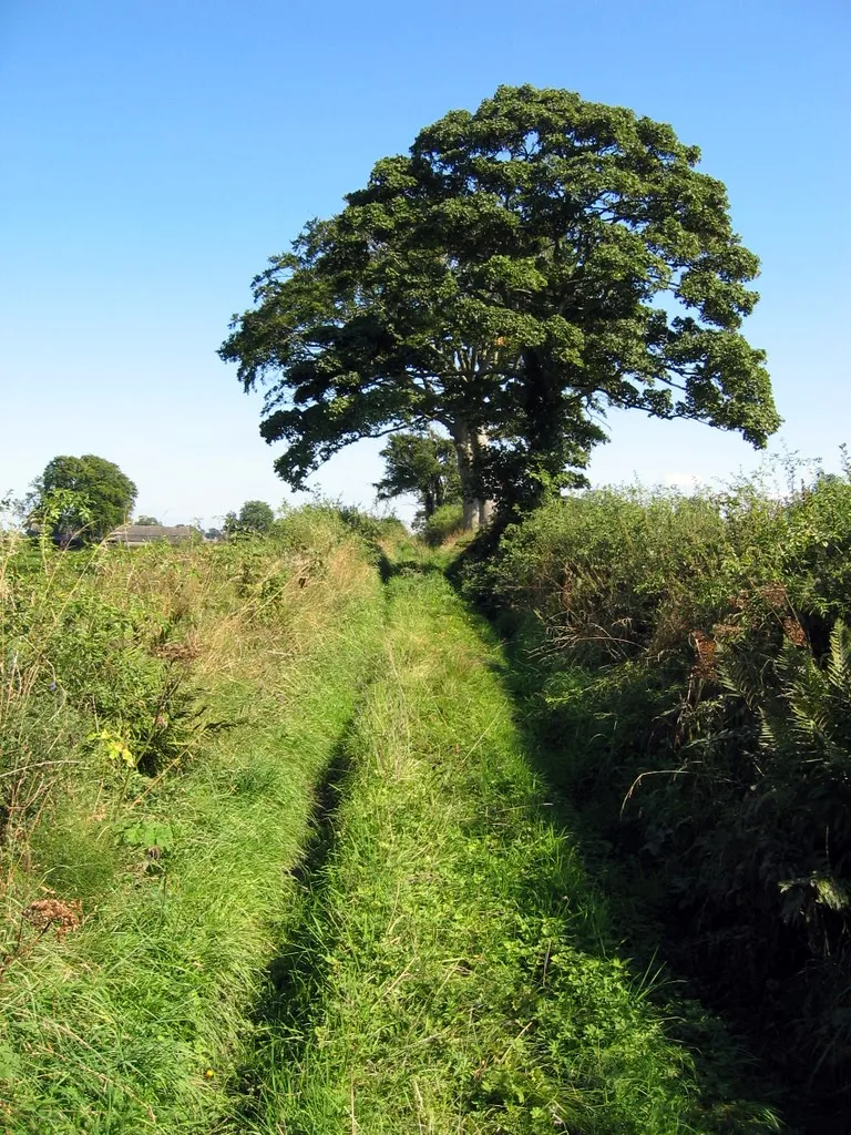 Photo showing: Bridleway west of Bullersike, near Laversdale. Compare the lush green lane in high summer with the same lane after a wet winter 693853