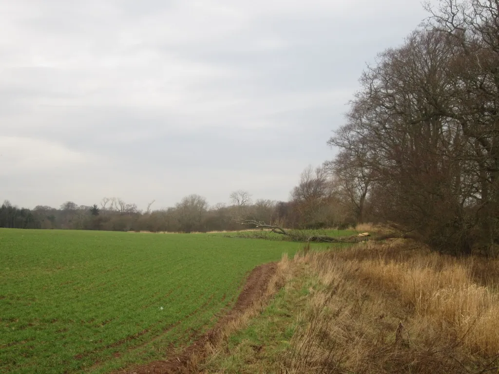 Photo showing: Field margin at Littledean Farm