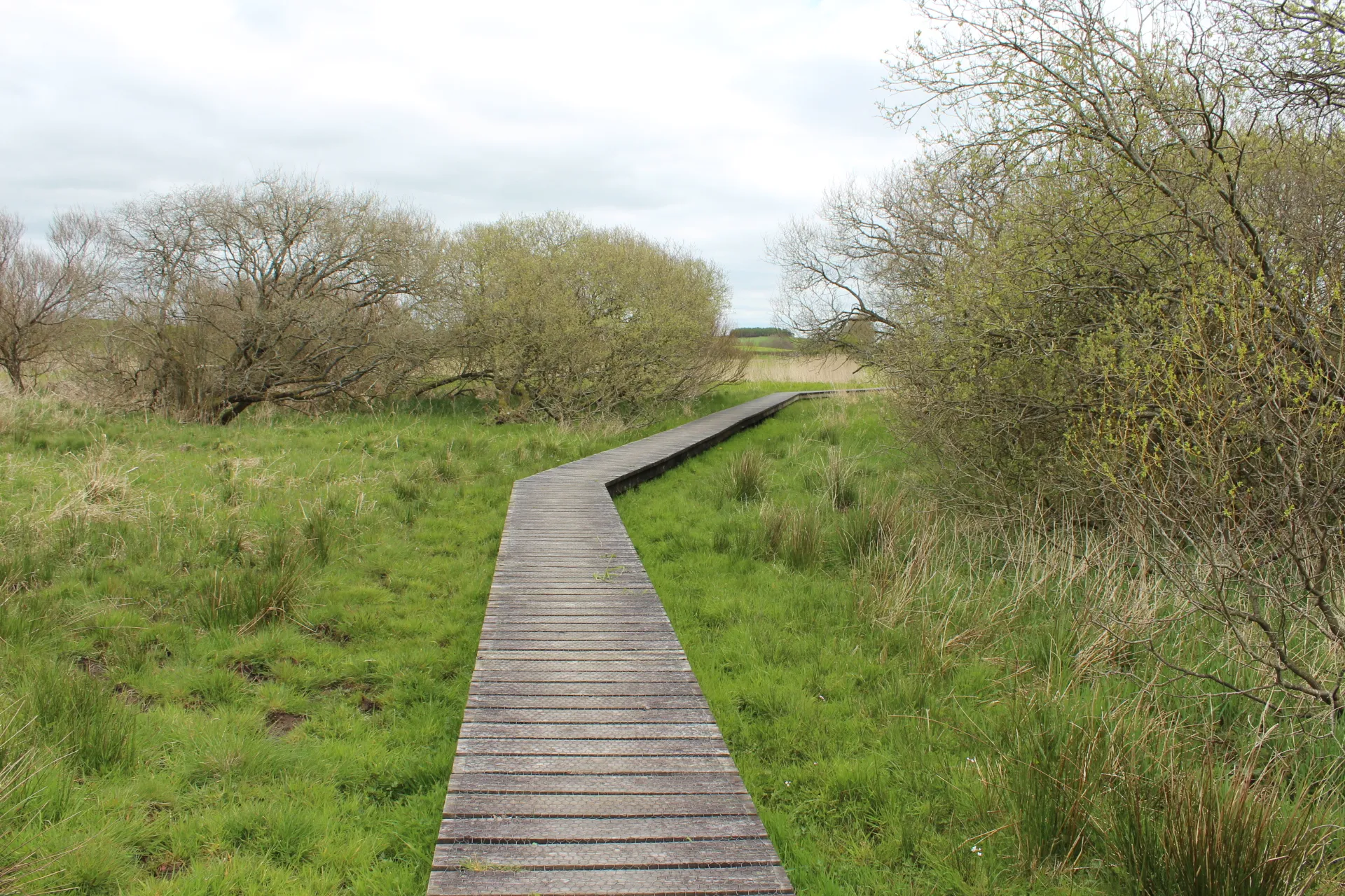 Photo showing: Boardwalk on the Carlingwark Circular