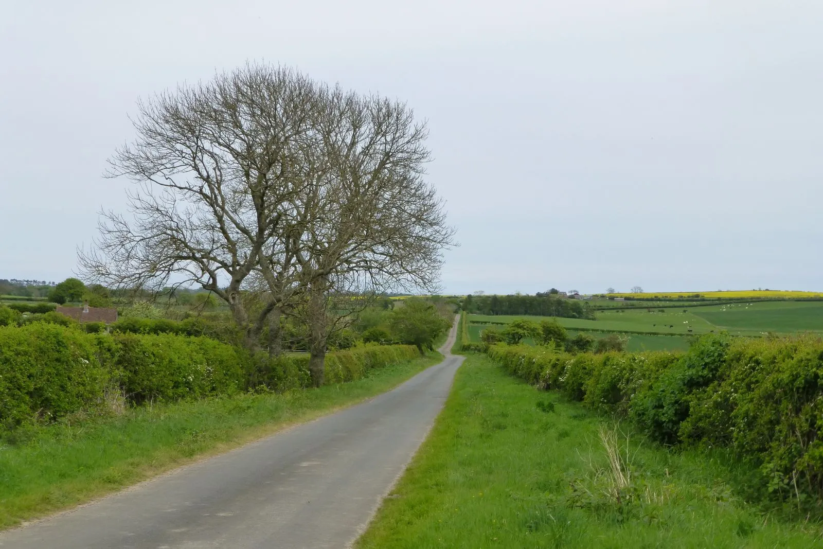 Photo showing: Agricultural view