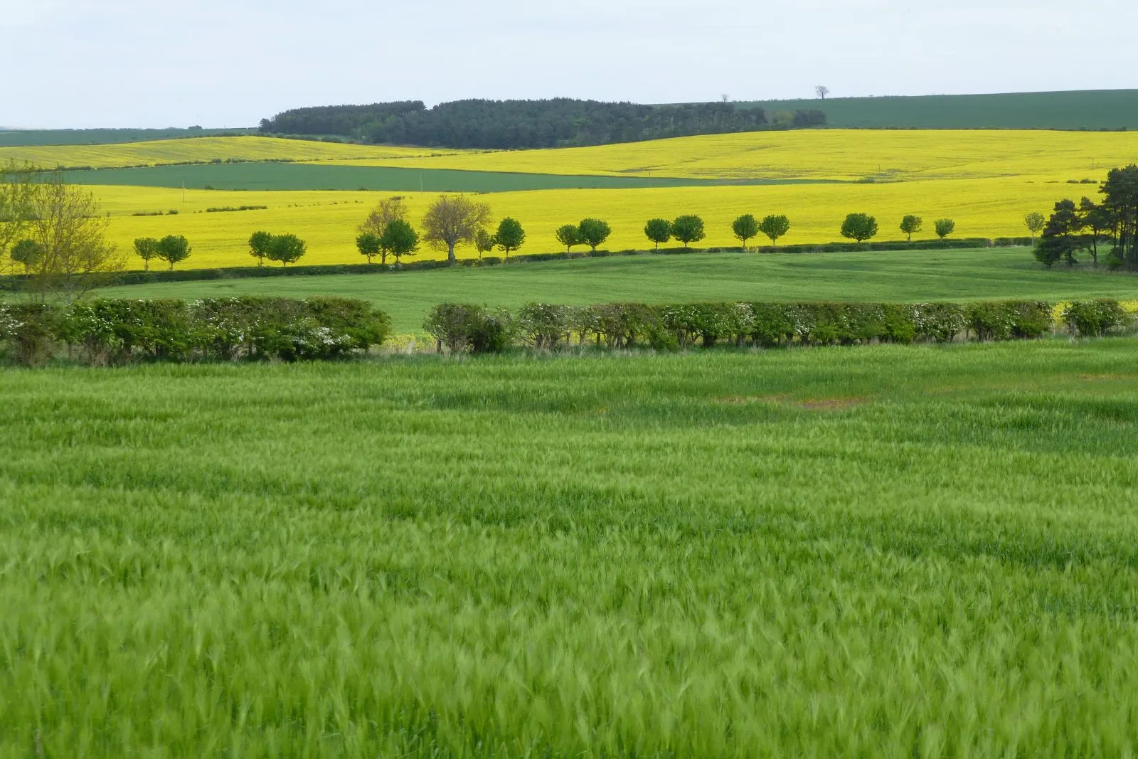 Photo showing: Oil seed rape in profusion