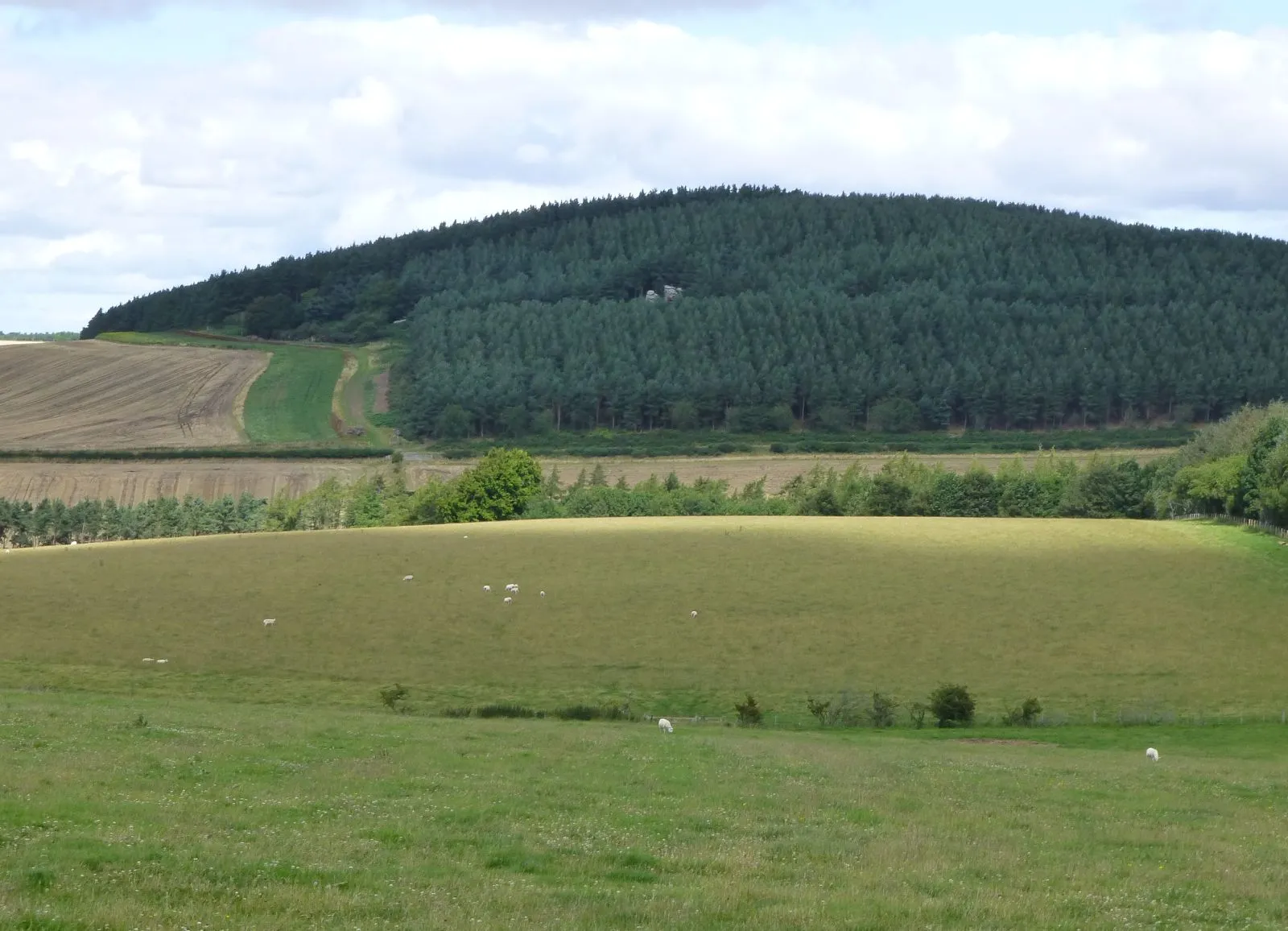 Photo showing: Pasture with sheep on northern slopes of White Hill